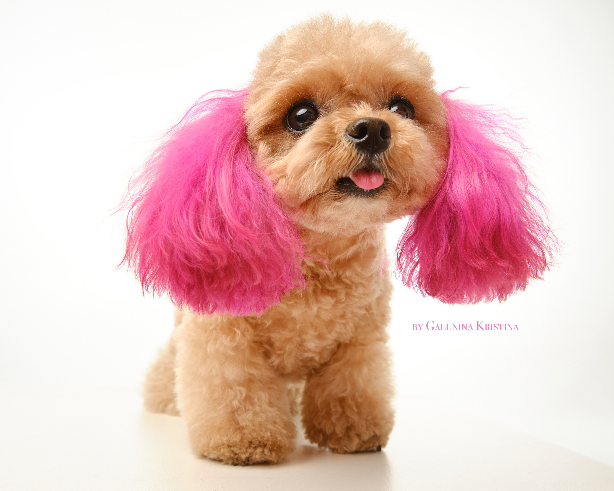 Фото с животными альбом. Фотограф в Москве — Галунина Кристина