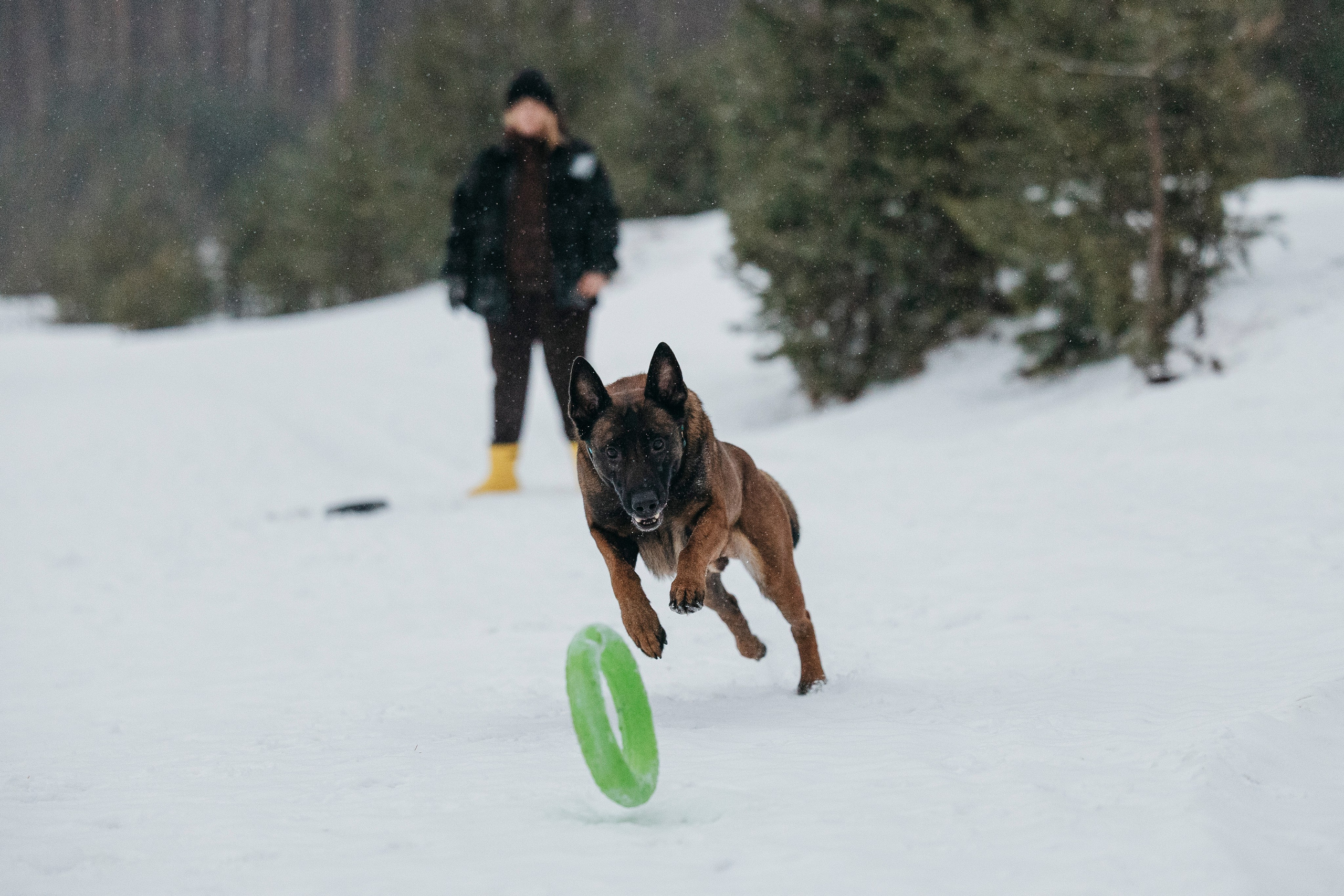 Карьер. Фотограф-анималист Анна Маринич