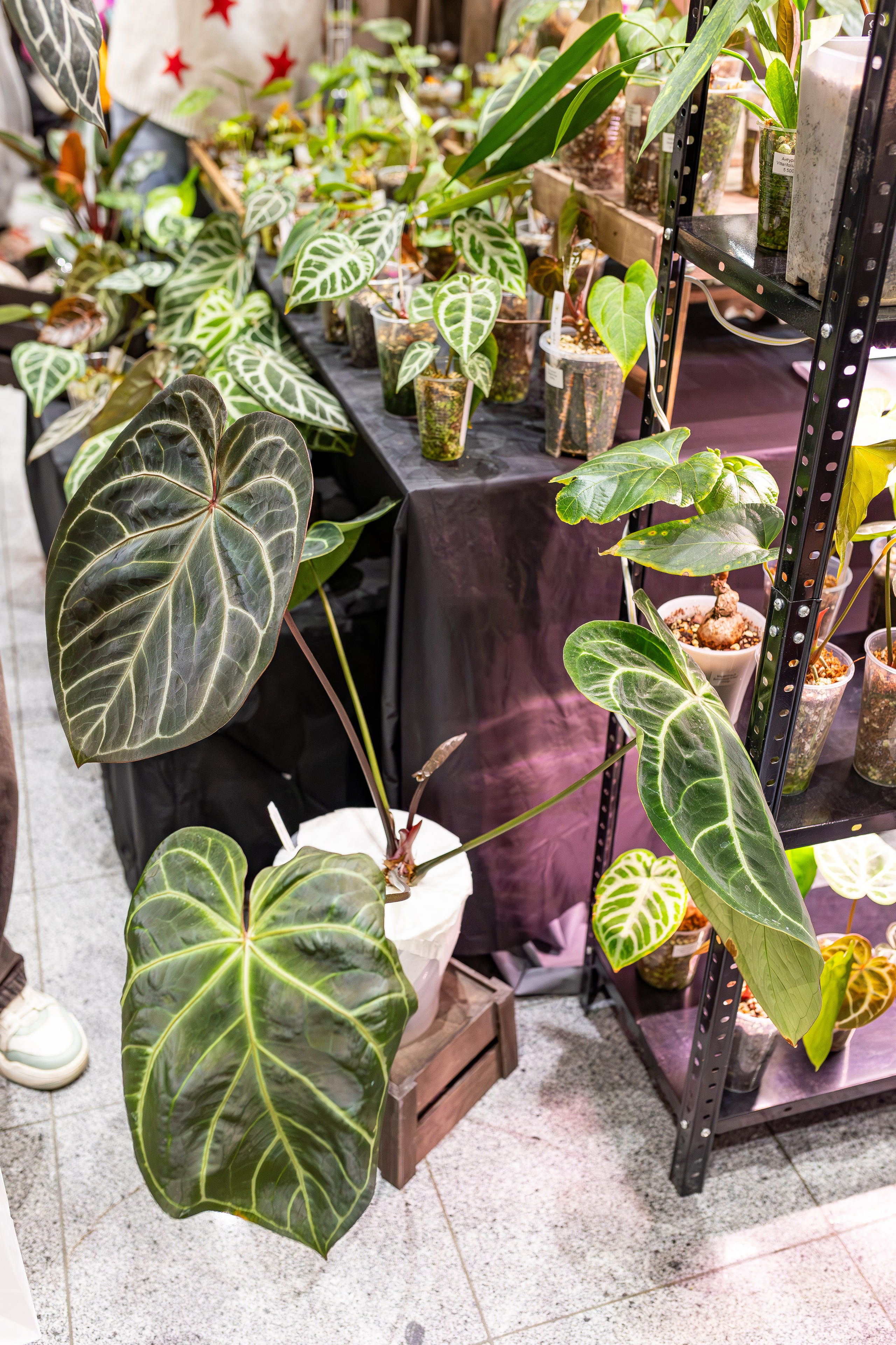 Монстериум апрель 2026. Александра Куликова фотограф, Москва