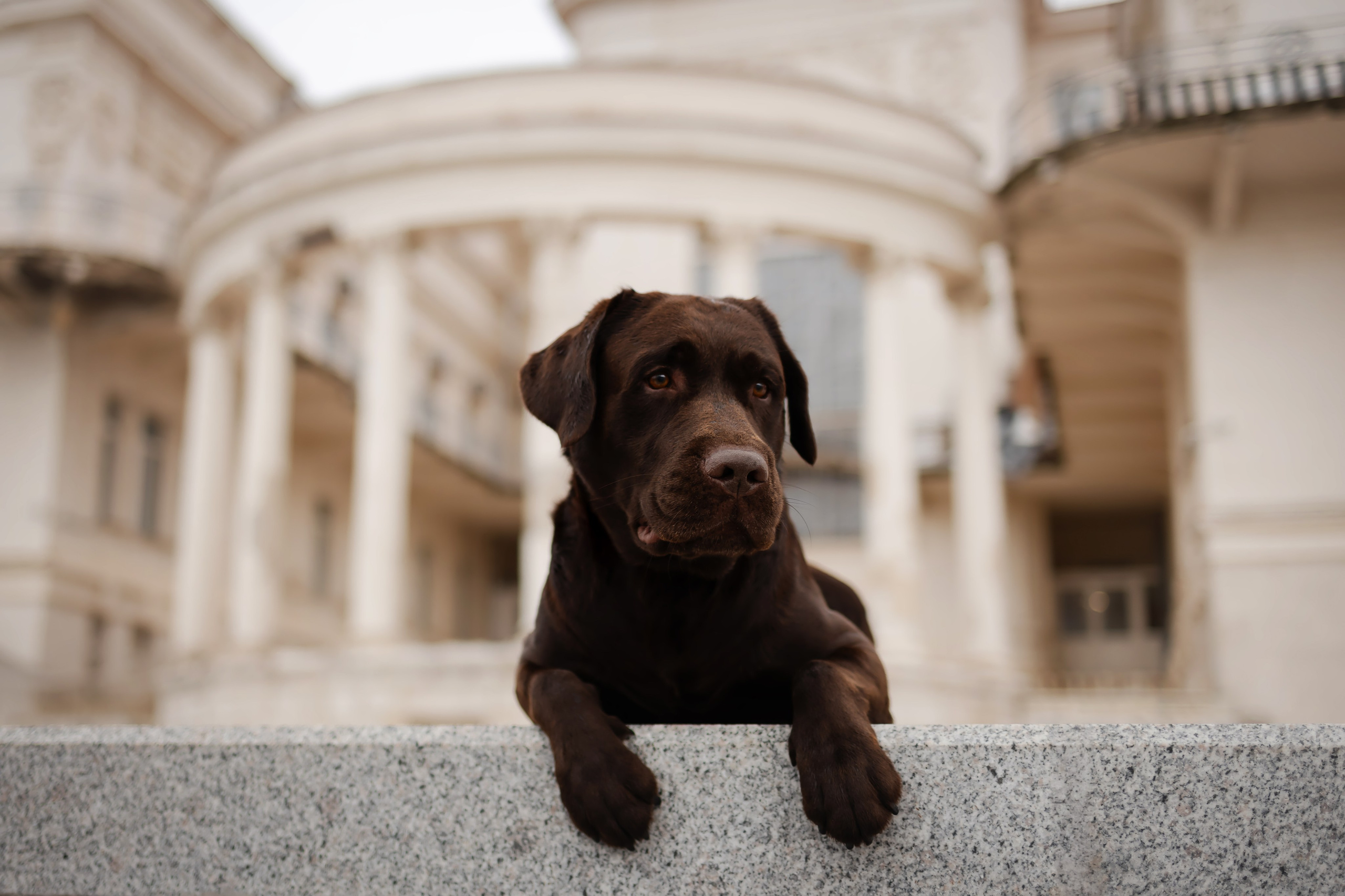 Фотосессия в центре Севастополя. Фотограф-анималист в Краснодаре Маша Мельникова