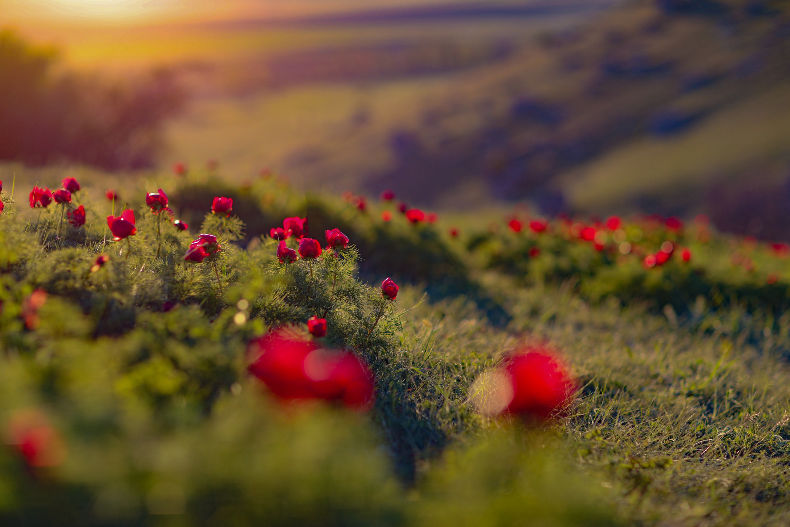 ПИОНЫ. Фотограф Севастополь/Крым Светлана Евтушенко