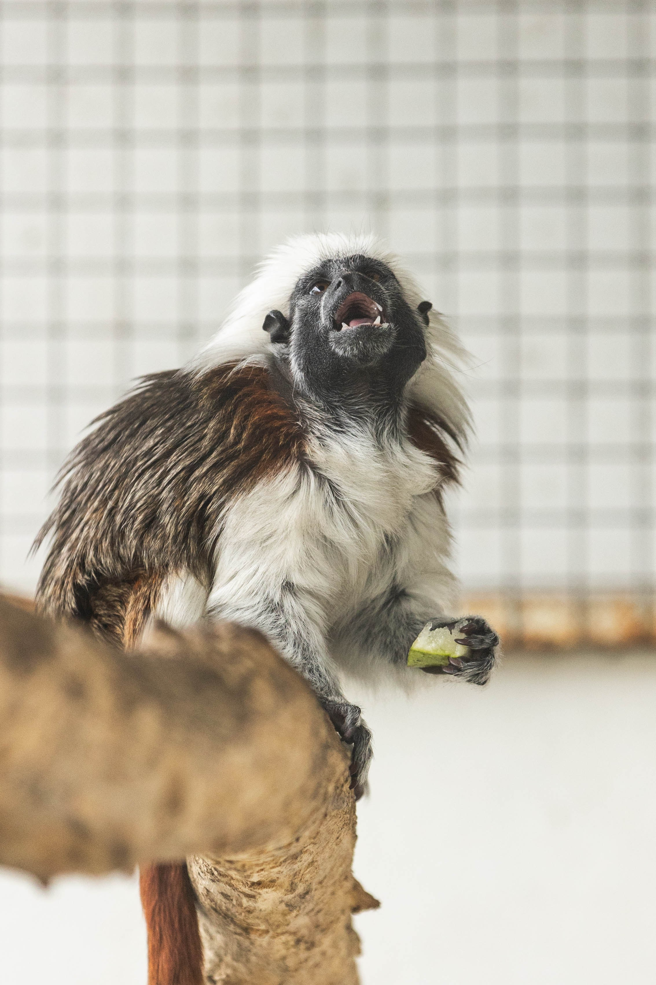 Зоопарк Малинки. Фотограф-АниМалист Анна Абрамова