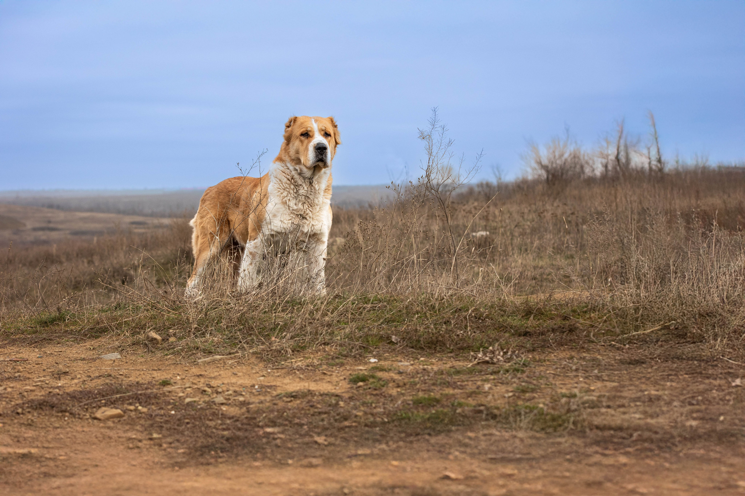 Пальма. Фотограф-АниМалист Анна Абрамова