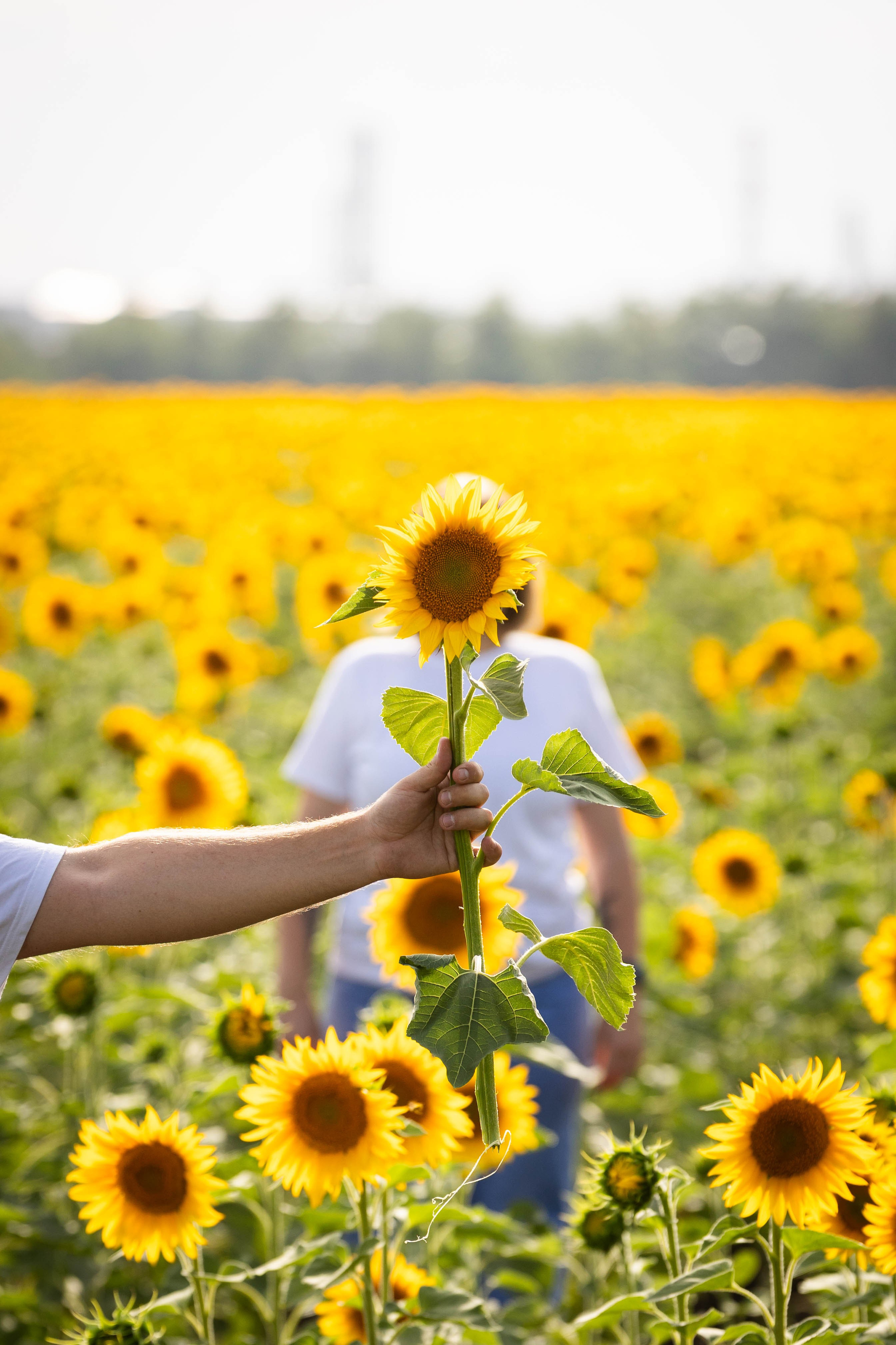 ПОДСОЛНУХИ. Фотограф-АниМалист Анна Абрамова