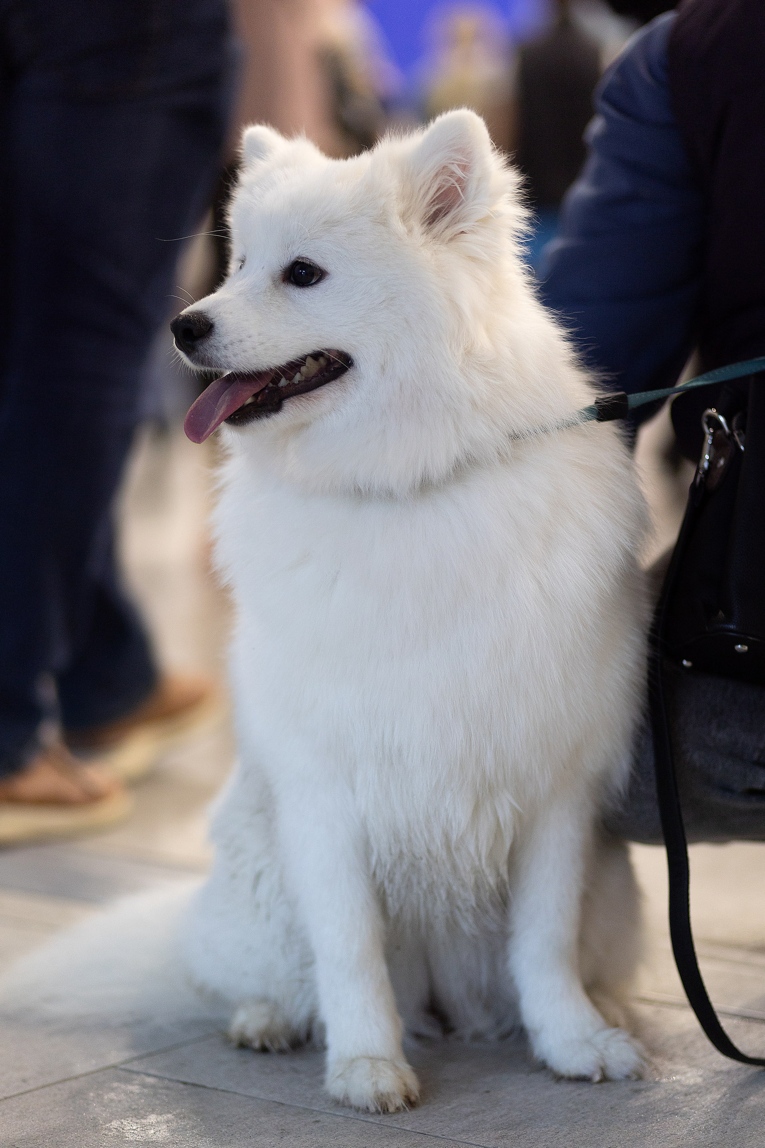 Анималистика