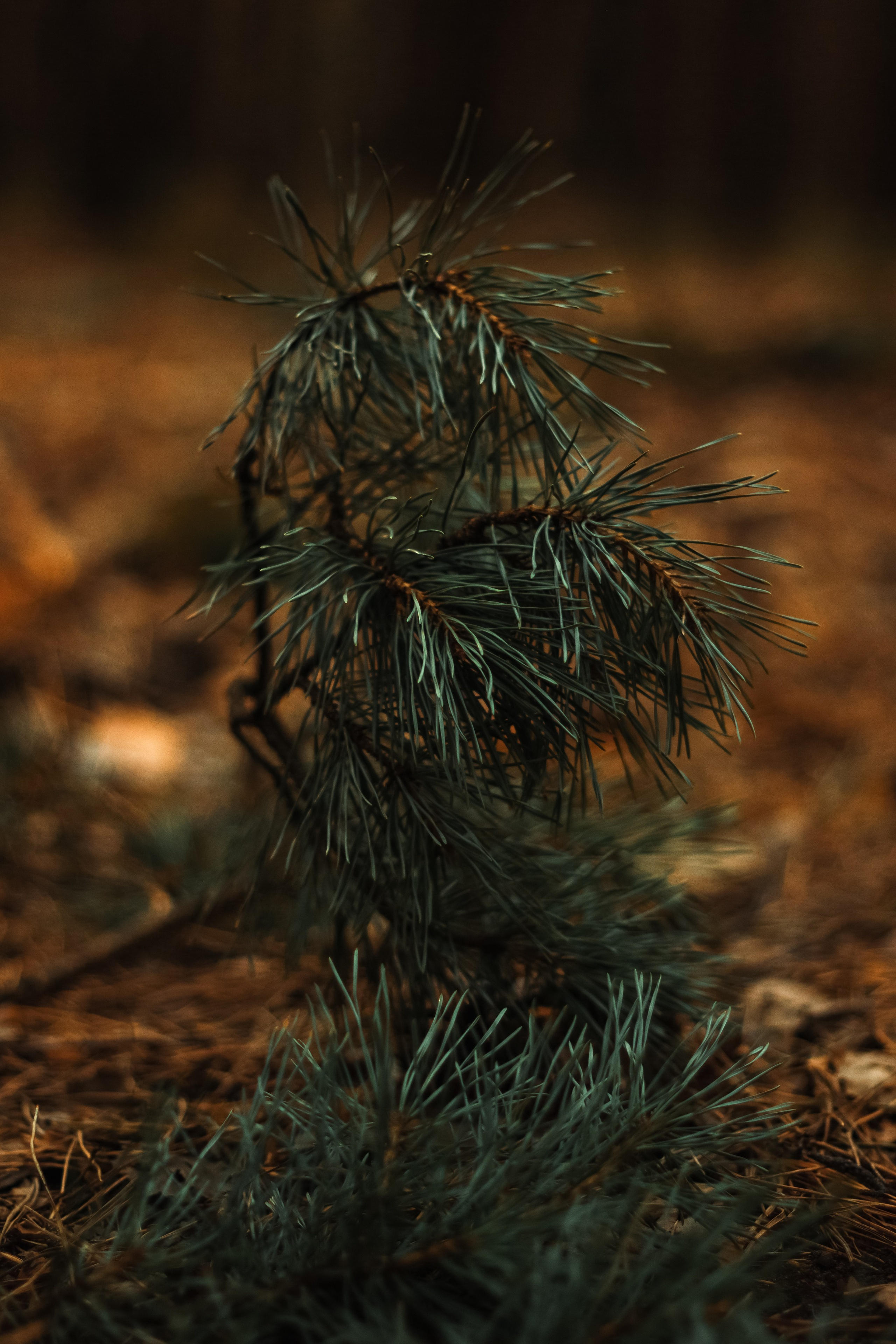 27.04.2025 | Сосновоборск. Kuznetsov | Фотограф в Красноярске