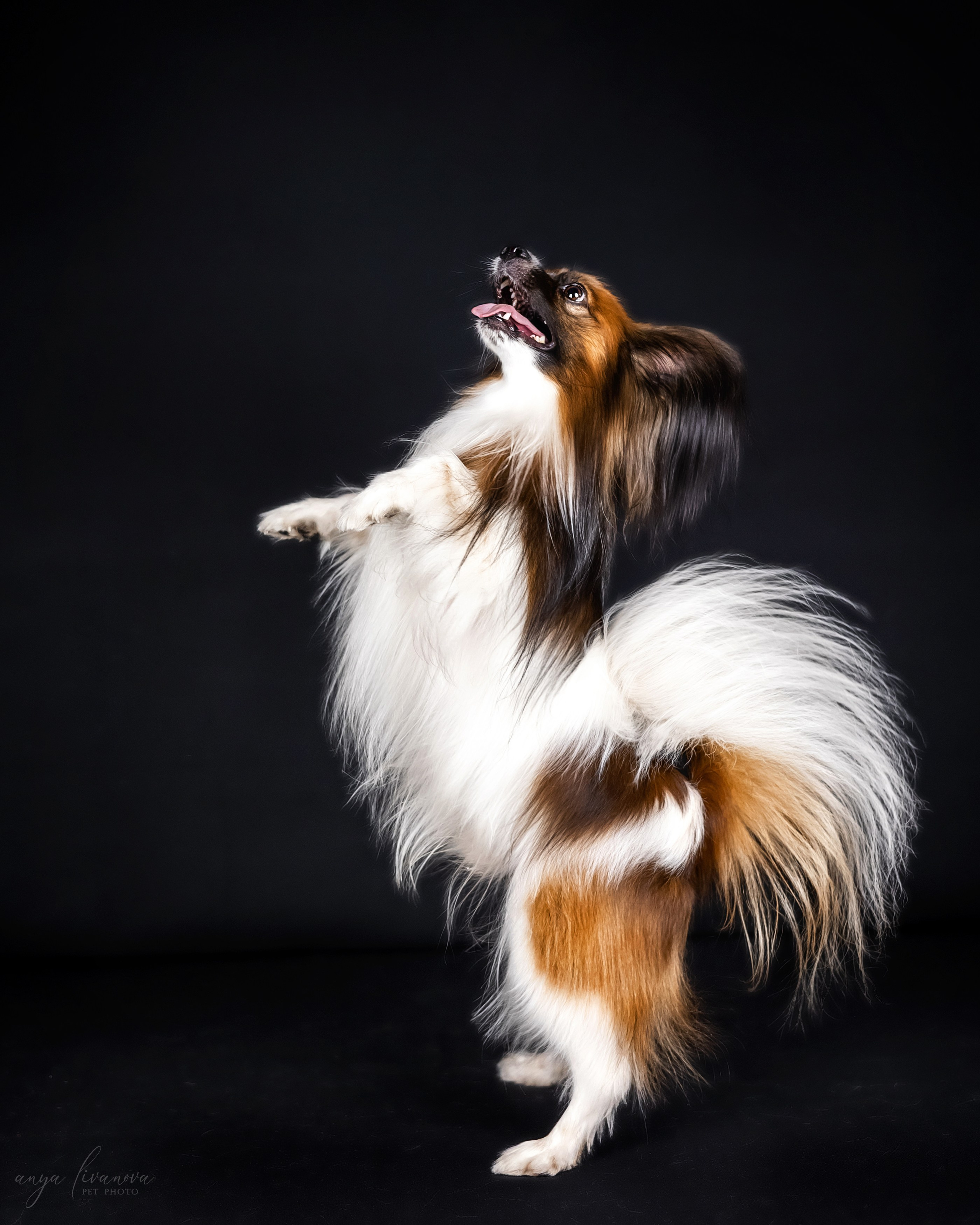 Террик. Фотограф анималист Аня Ливанова | Рыбинск