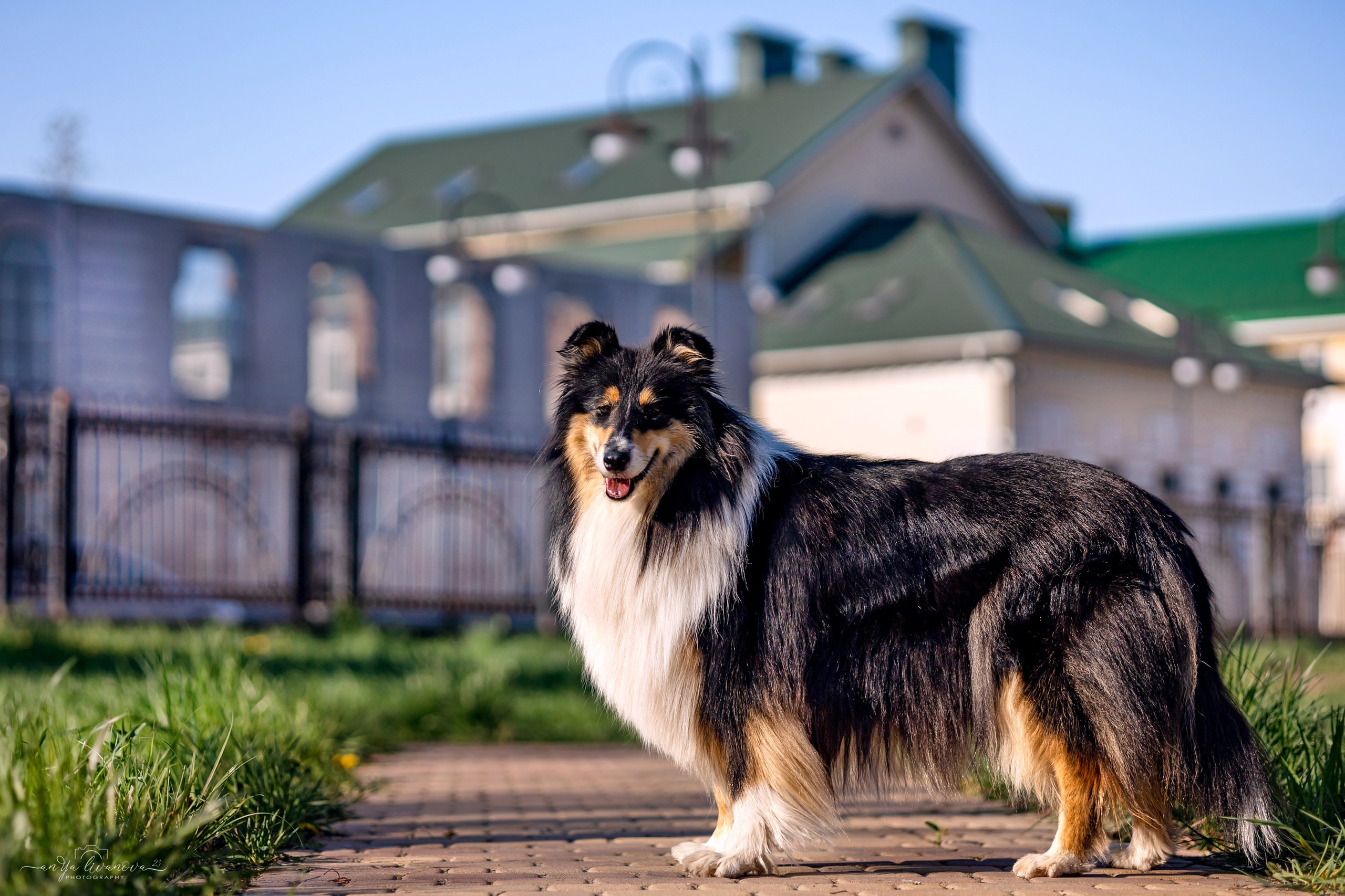 Оля и Вива. Фотограф анималист Аня Ливанова | Рыбинск