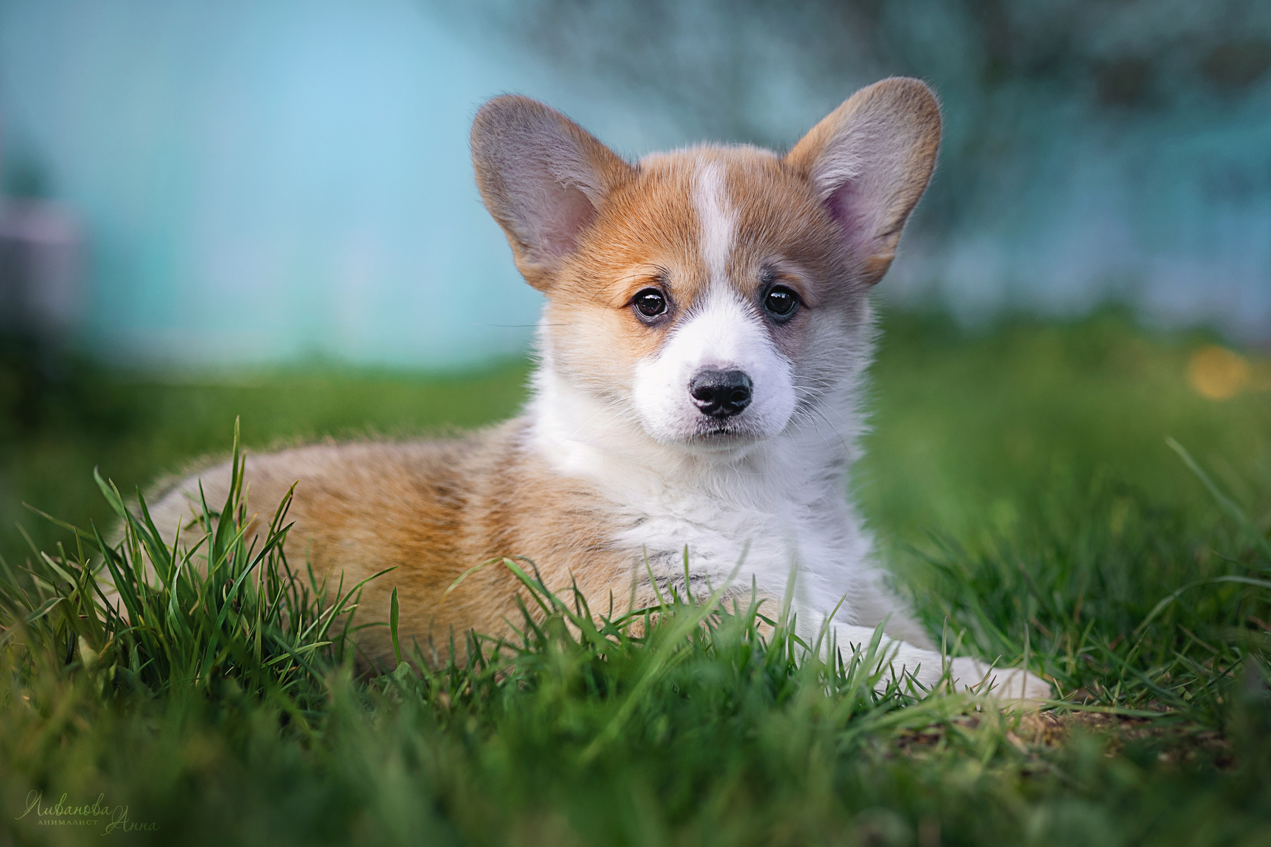 Коржики. Фотограф анималист Аня Ливанова | Рыбинск