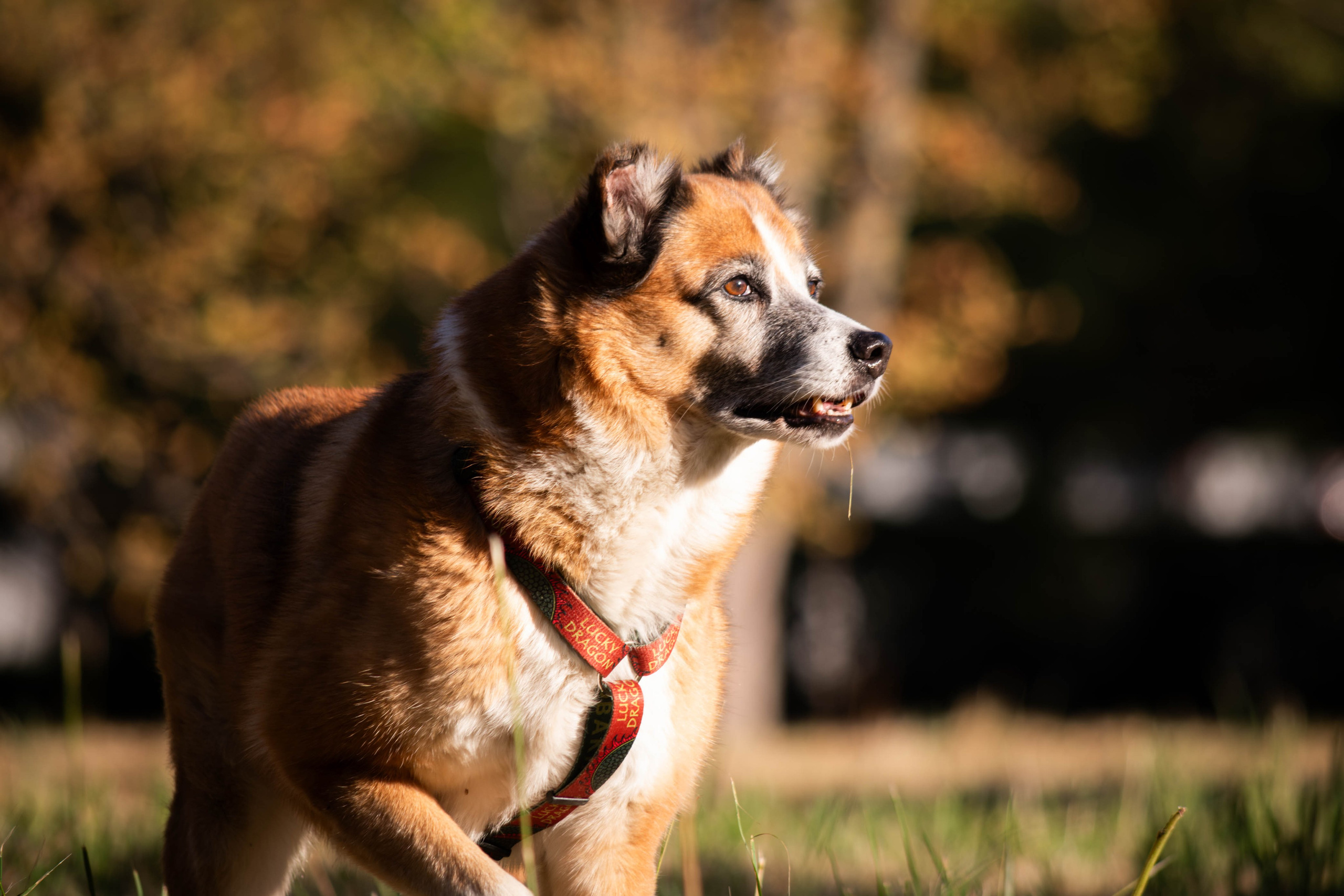 Ник и Полина. Фотограф Светлана Блинова, Москва и Московская область