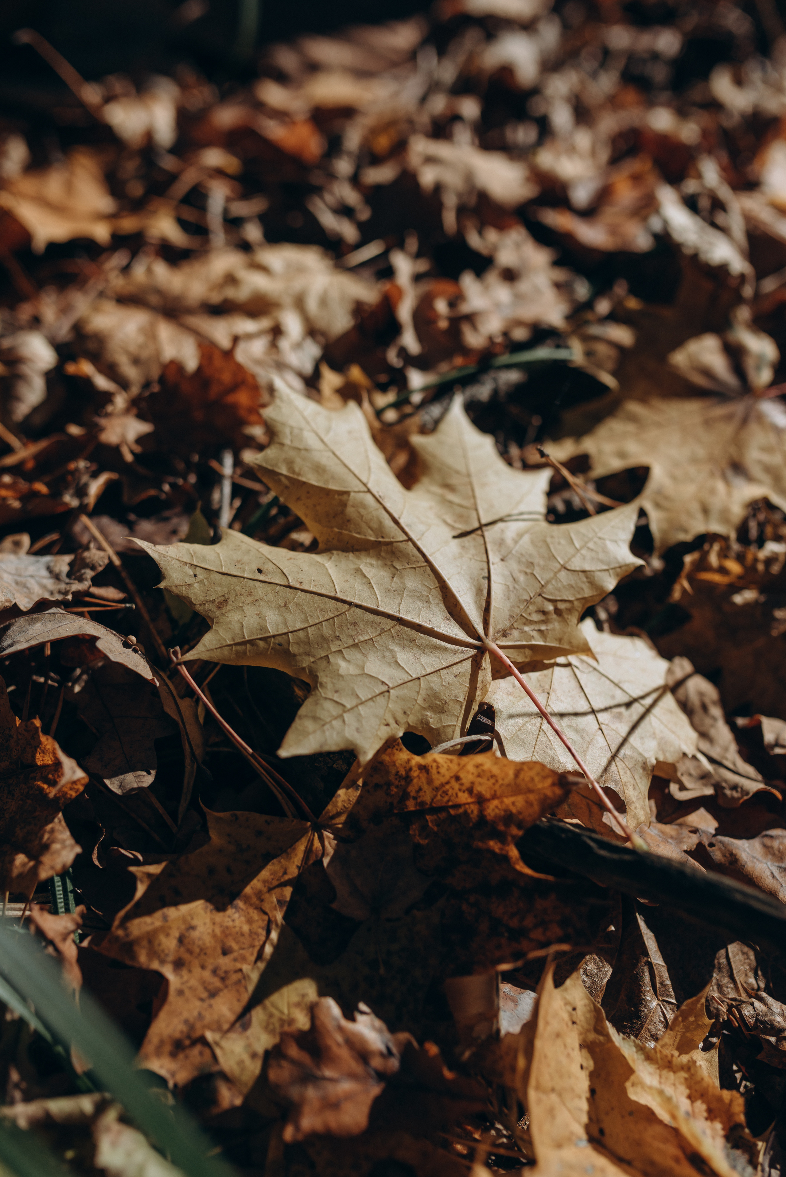 Поход. Свадебный фотограф в Тамбове и области