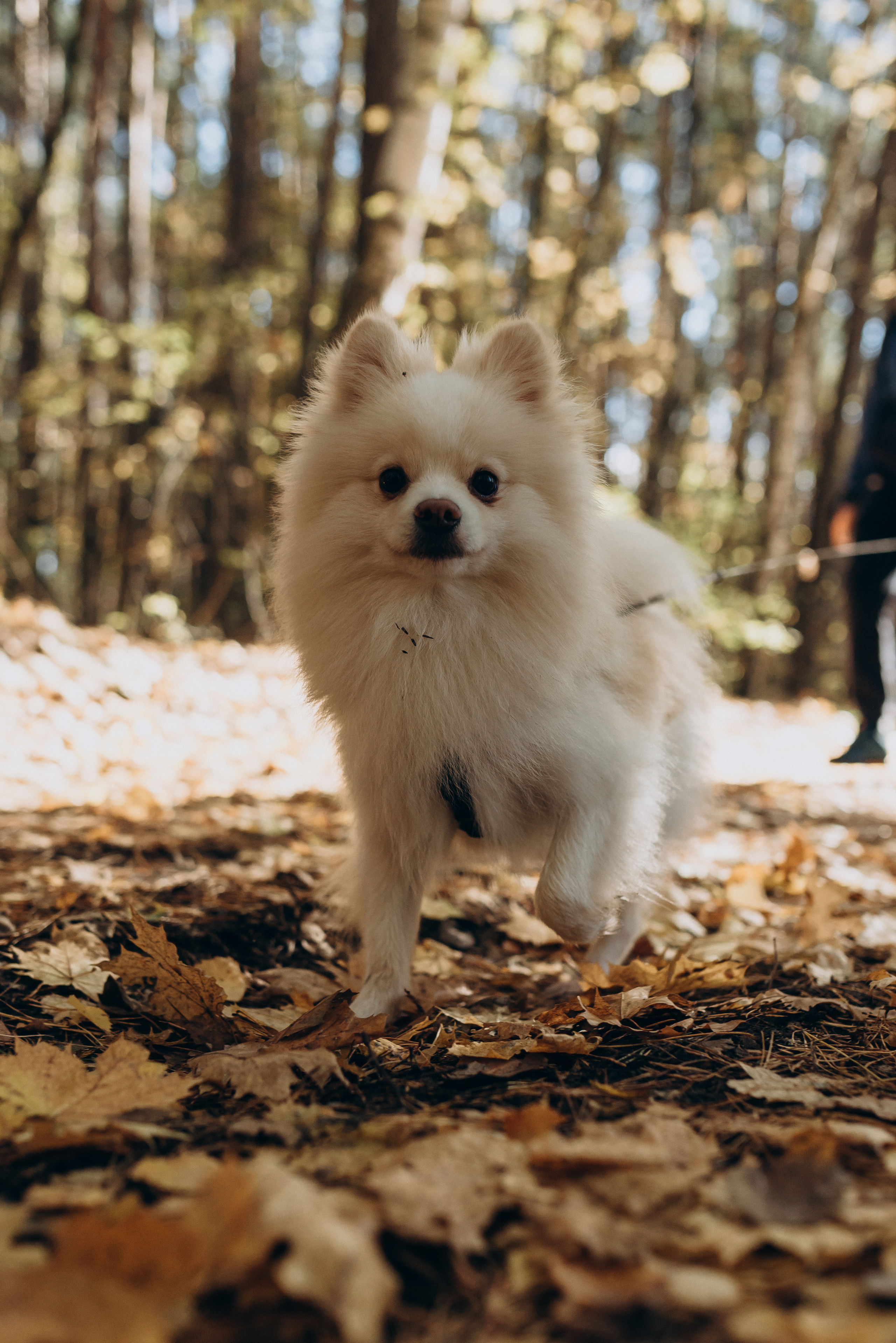 Поход. Свадебный фотограф в Тамбове и области