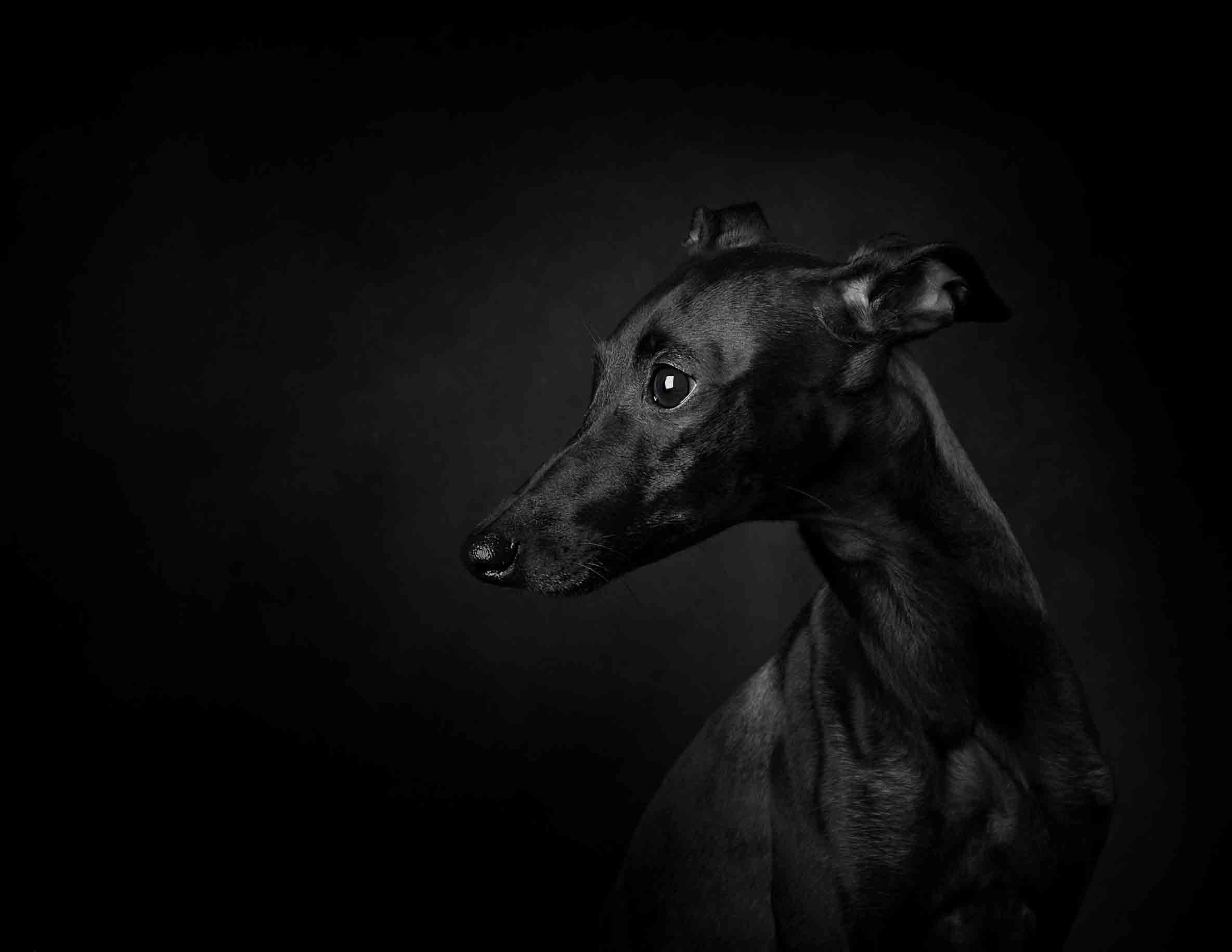 Собаки. Портретная и свадебная фотосъемка. Москва и область