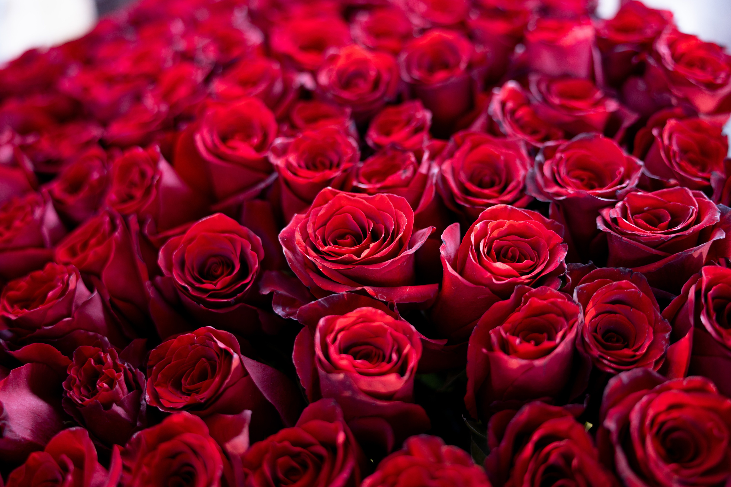 День Рождения за городом. Фотограф в городе Владимир