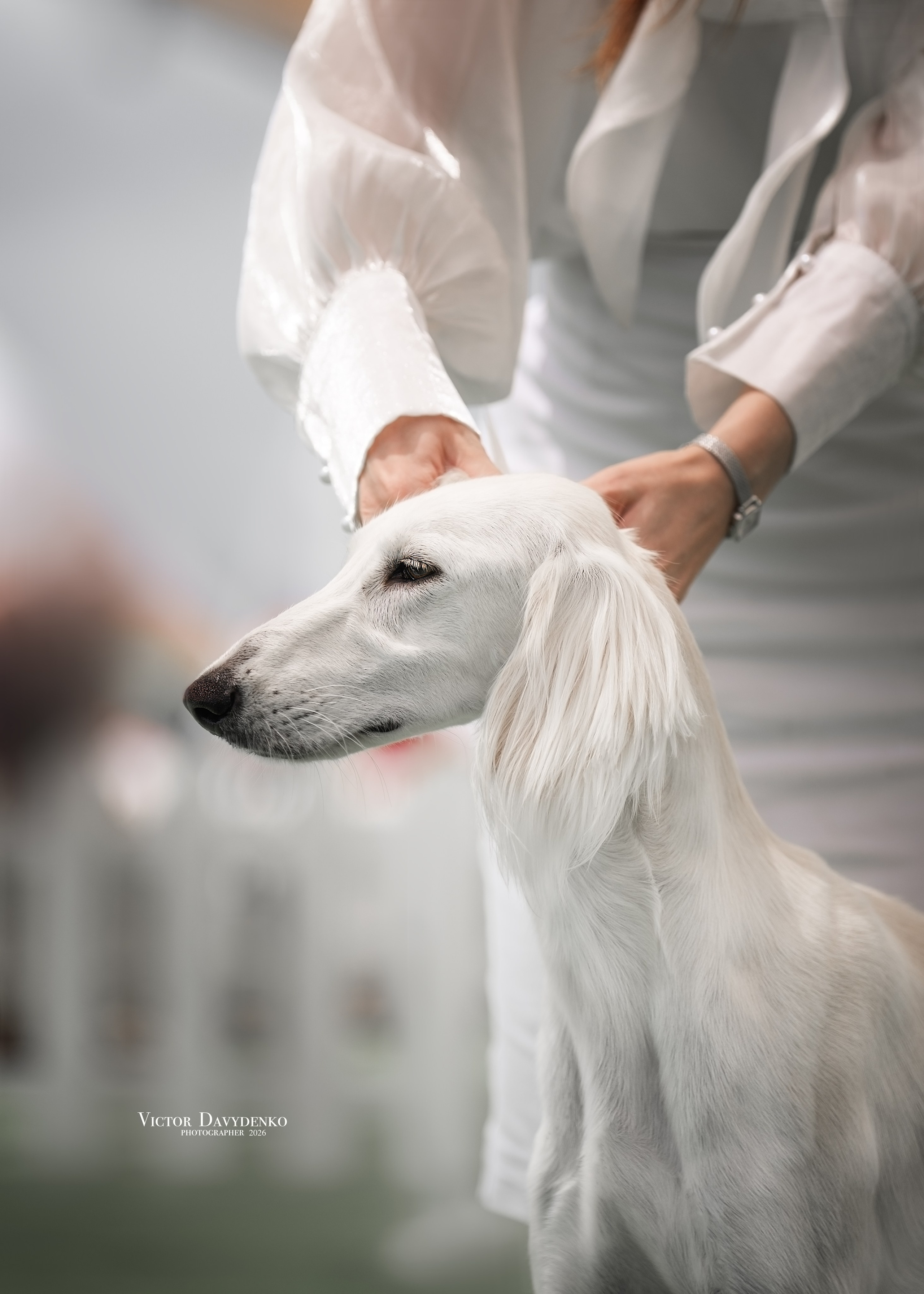 Dog Show. Давыденко Анна / Фотограф Краснодар/Сочи