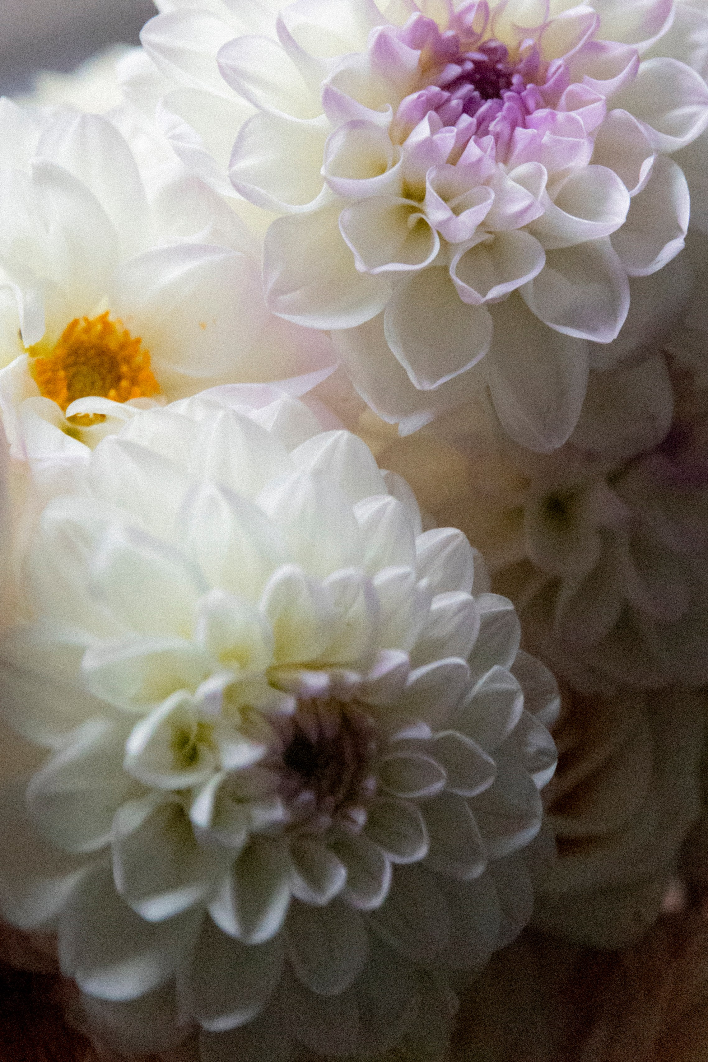 Саша и Настя. Свадебный и семейный фотограф в Новокузнецке Кемерово Новосибирске Богульская Ульяна