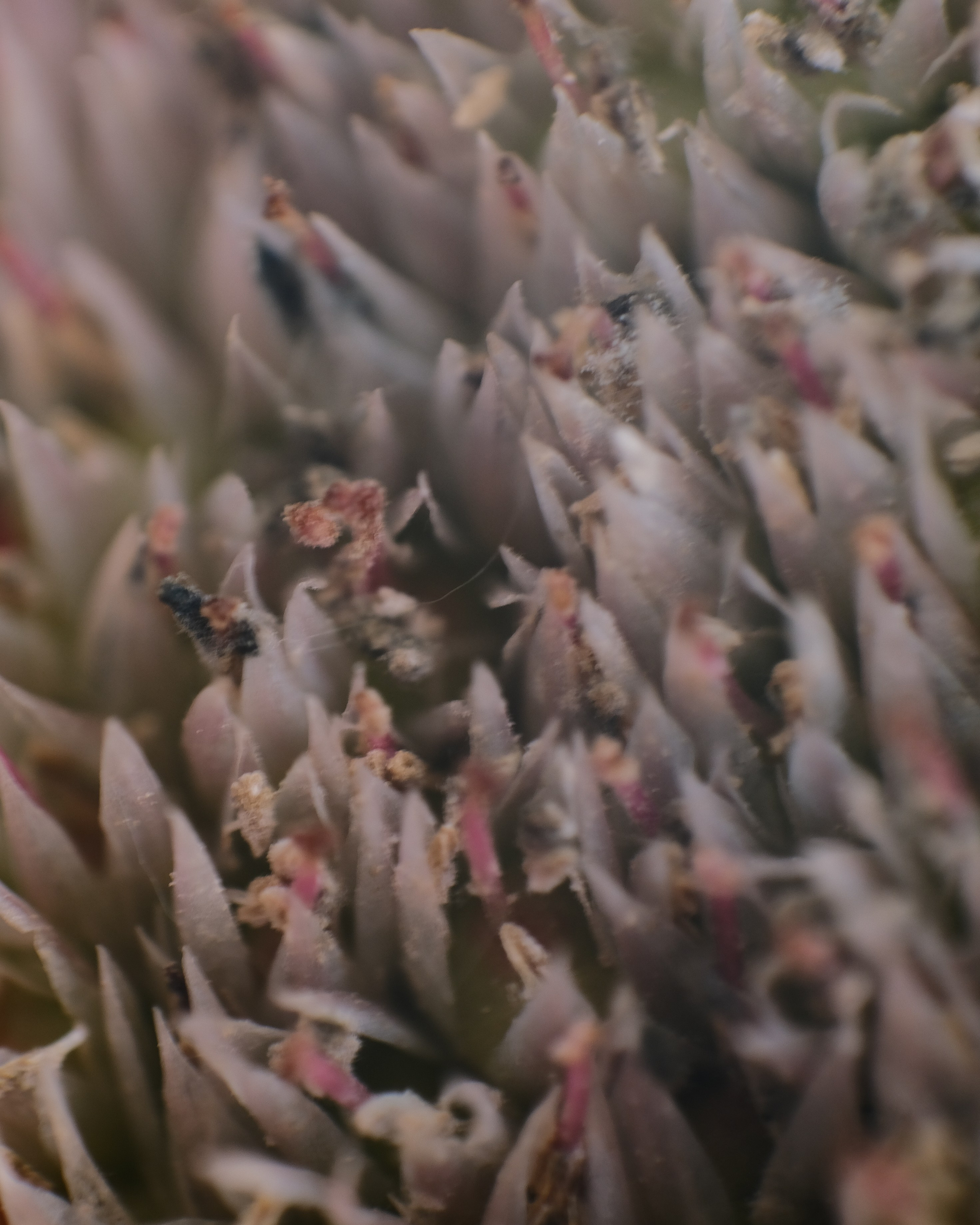 Творчество. Портретный и репортажный фотограф в Санкт-Петербурге Дарья Сибирякова