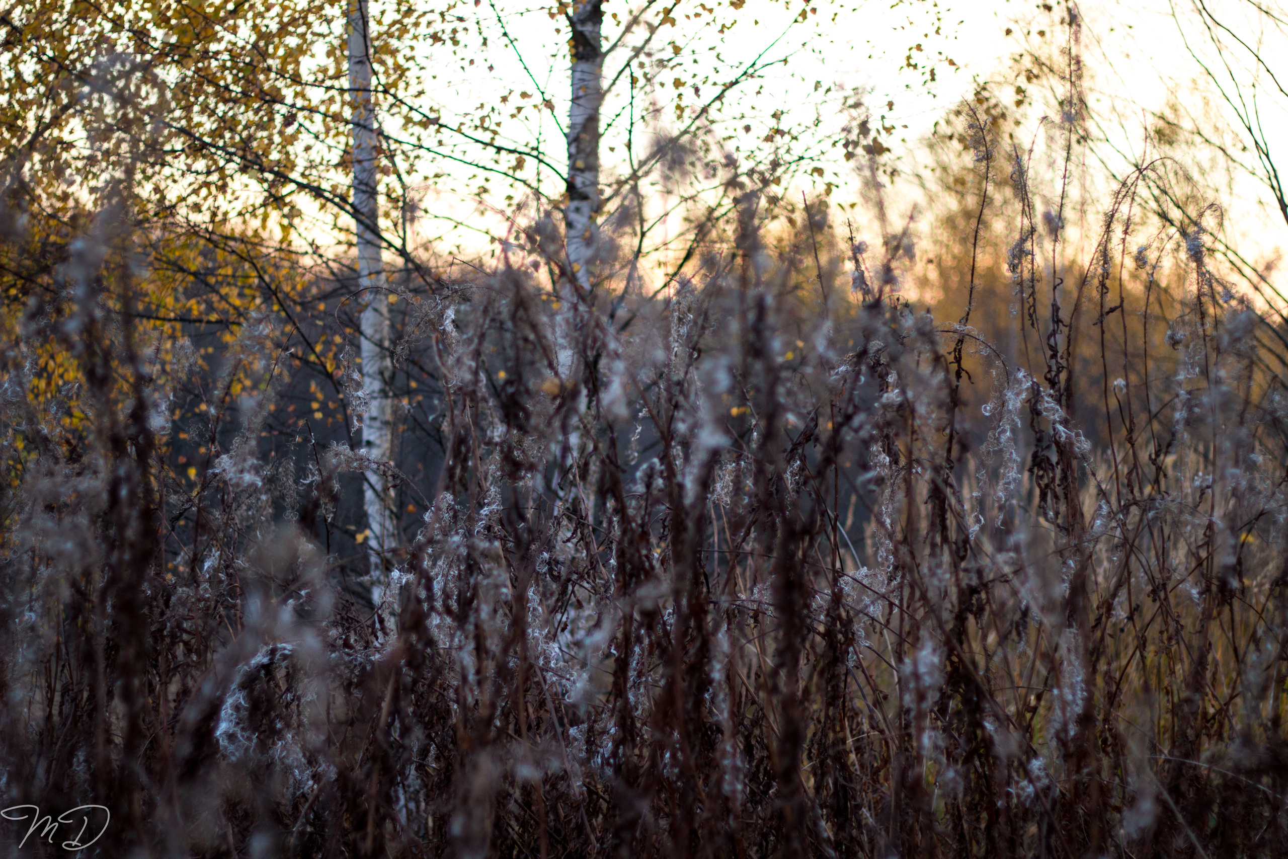 Михаил Дёгтев - фотограф