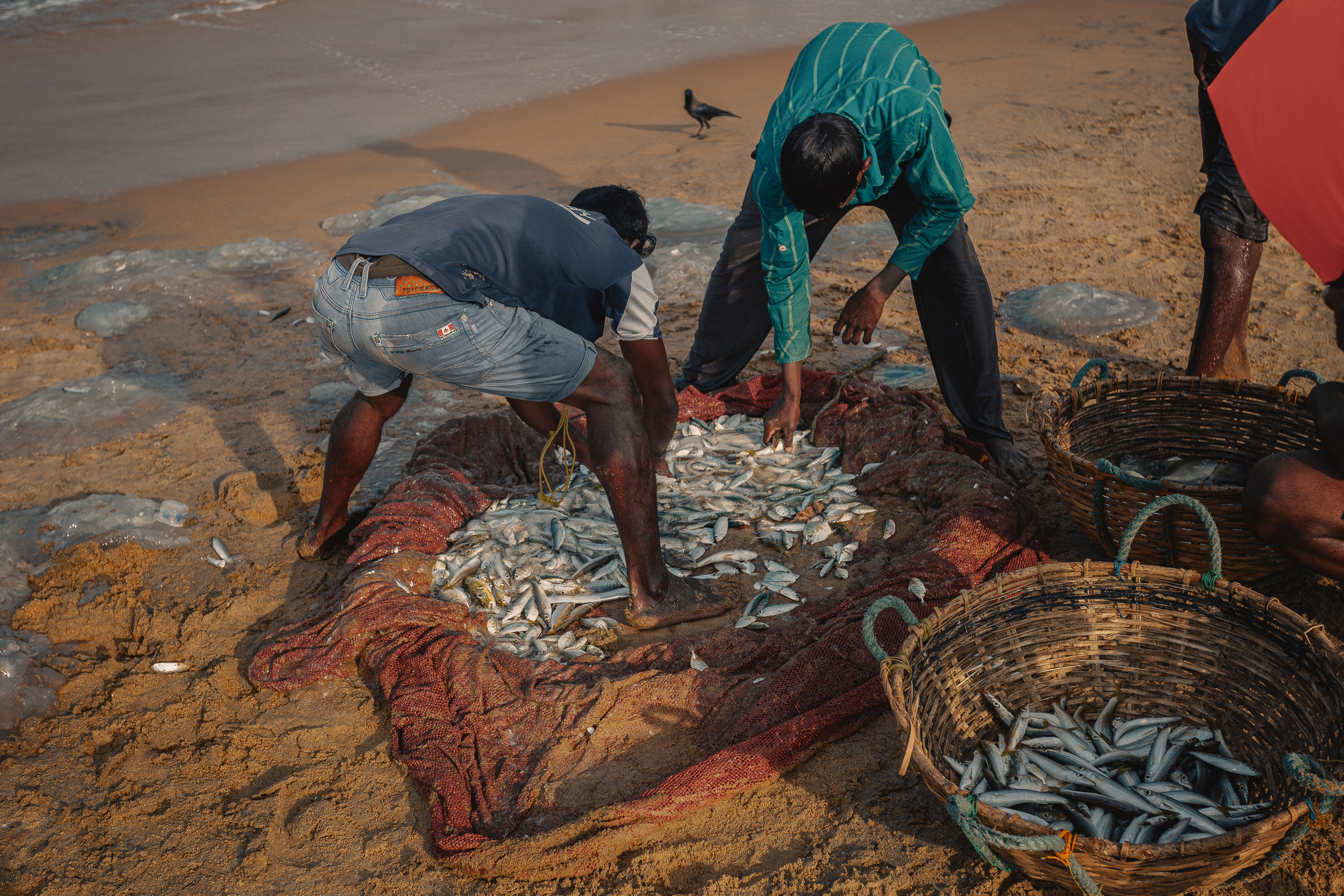 Шри-Ланка. Фотошкола ArtFotoLife для начинающих и продвинутых фотографов