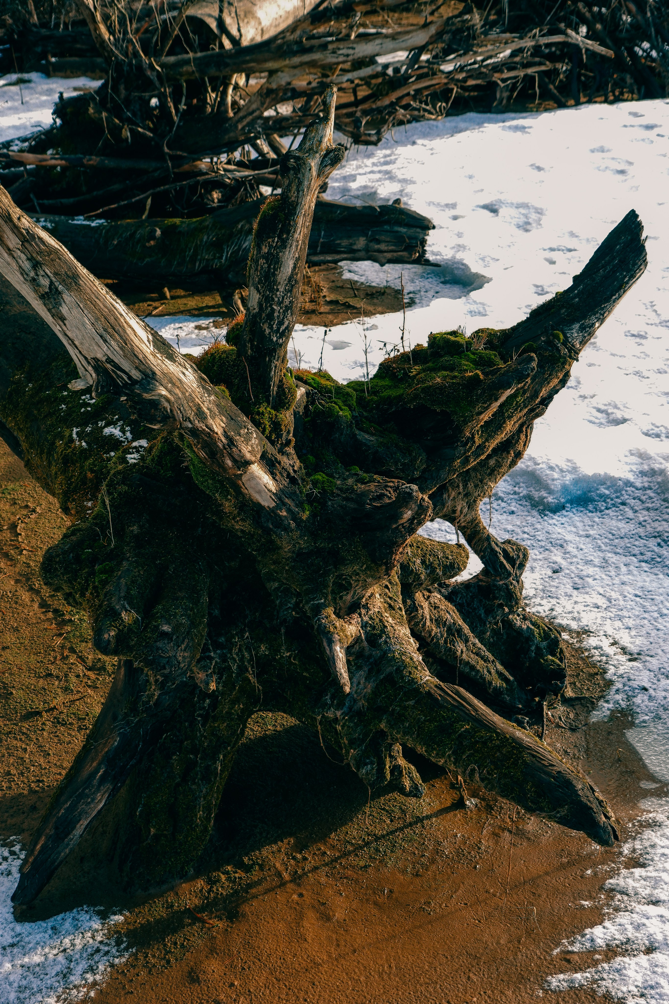 Пленишник. Фотограф Алиса Аспер