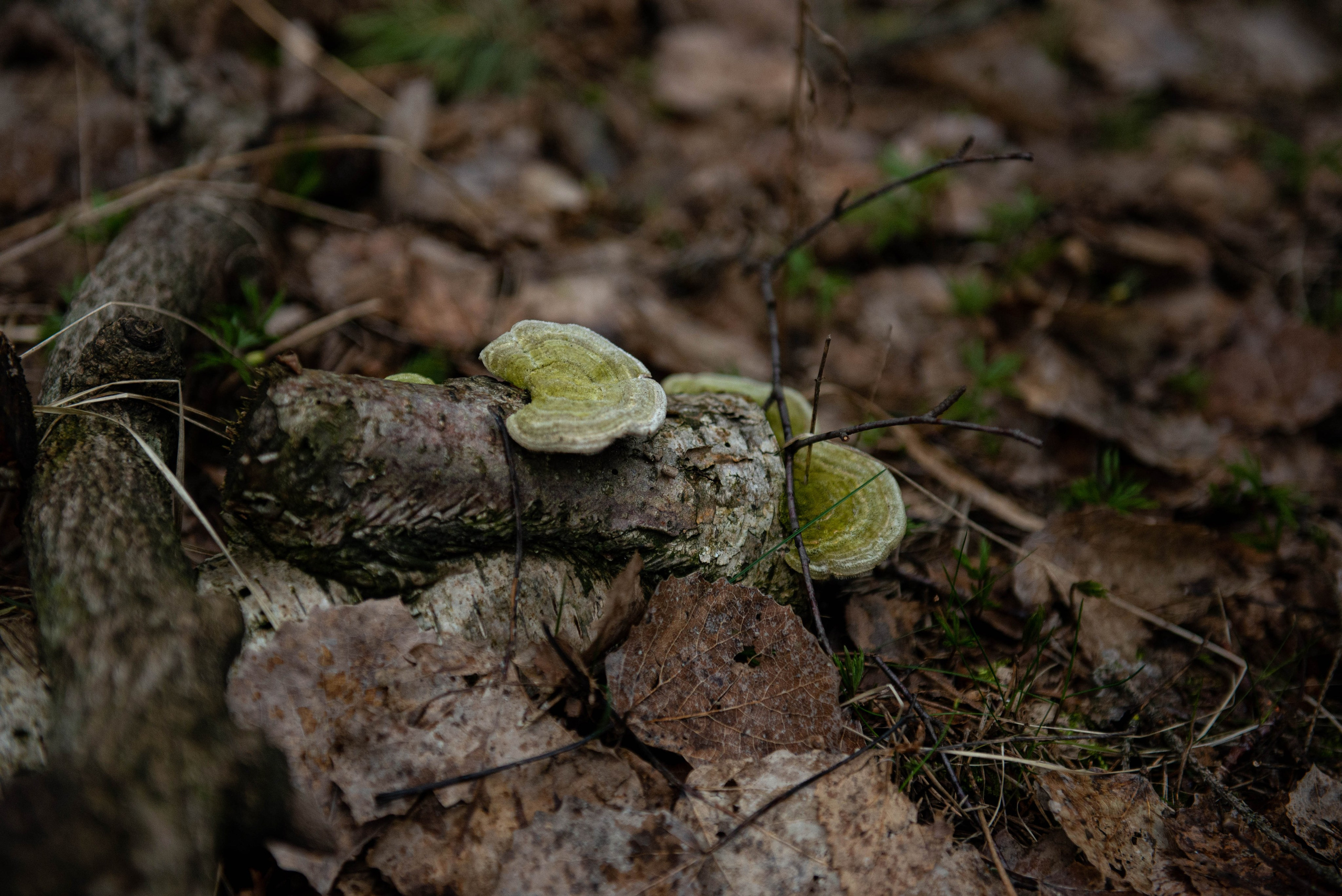 Лен. область. Фотограф Алиса Аспер