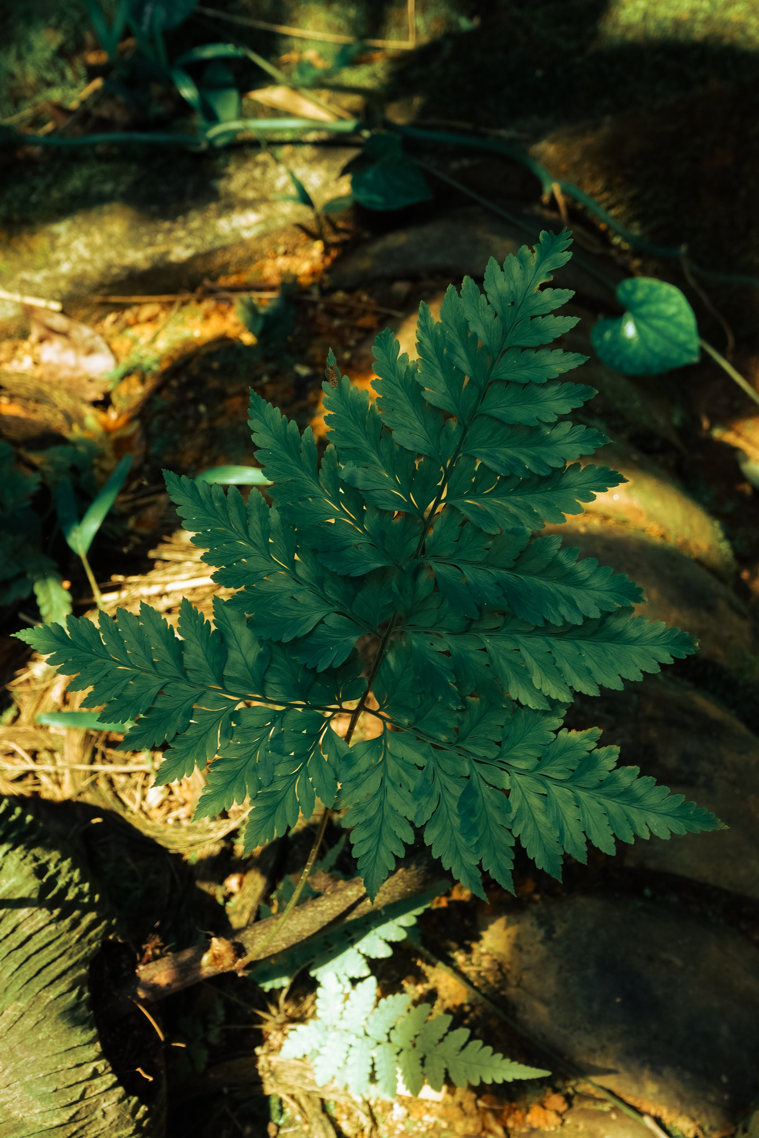 Шри-Ланка. Фотограф Алиса Аспер
