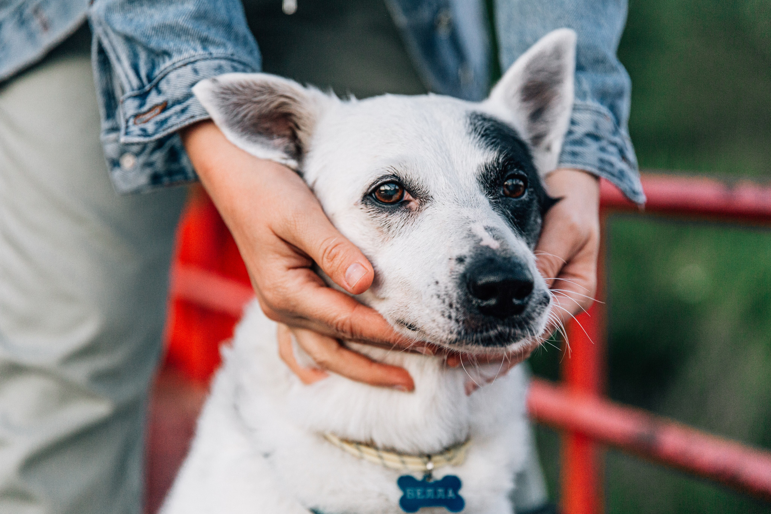 Саша и Белла. Фотограф-анималист в Москве Соломонова Варвара