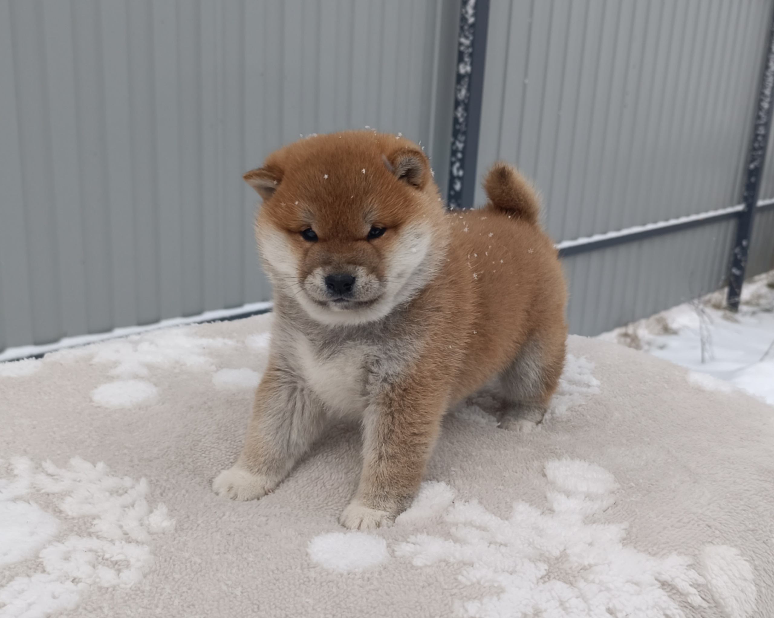 сиба питомник Рубилайт щенки на продажу rubylight  сиба щенки купить СПб Санкт-Петербург 