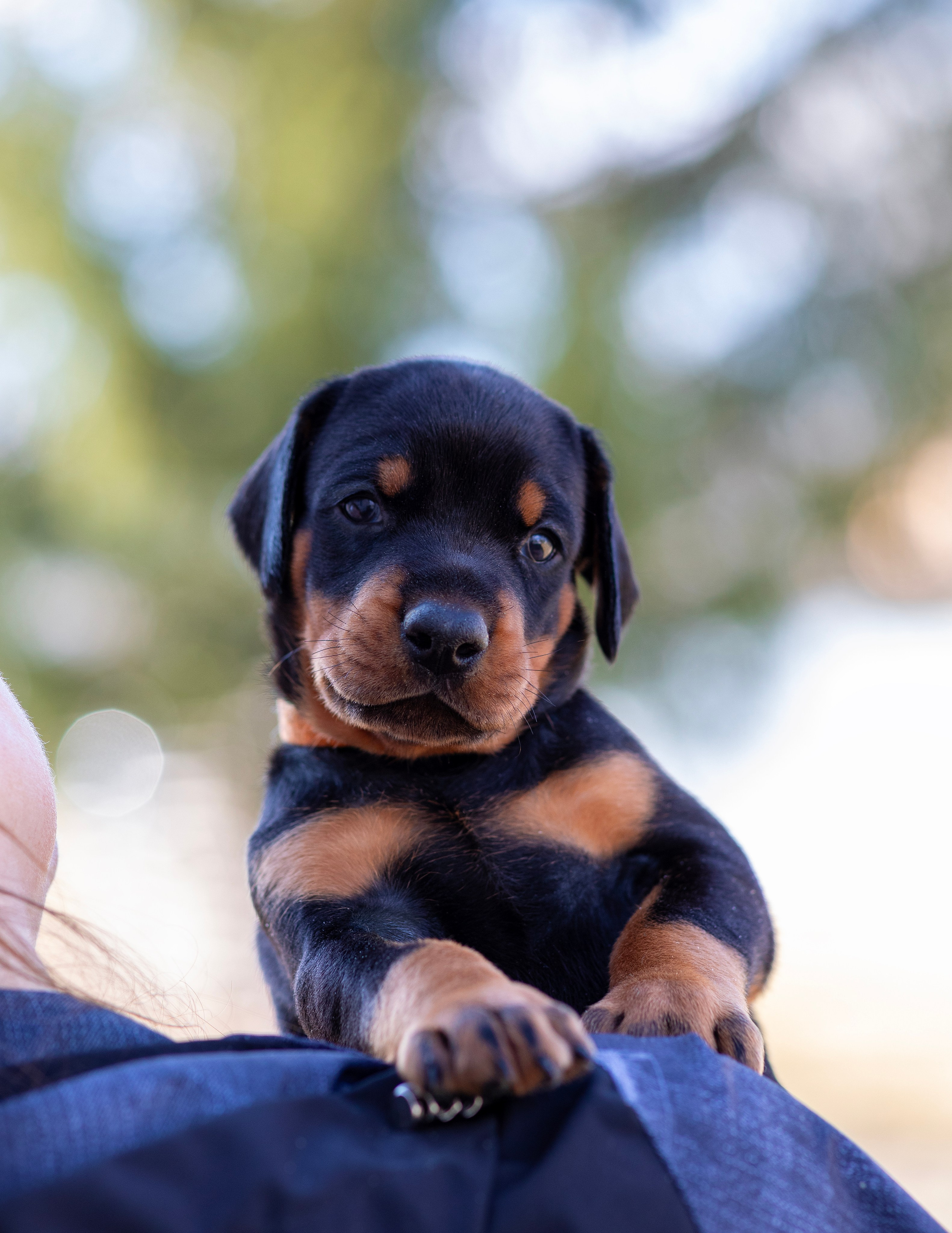 Доберман. Фотограф — анималист Татьяна Ли