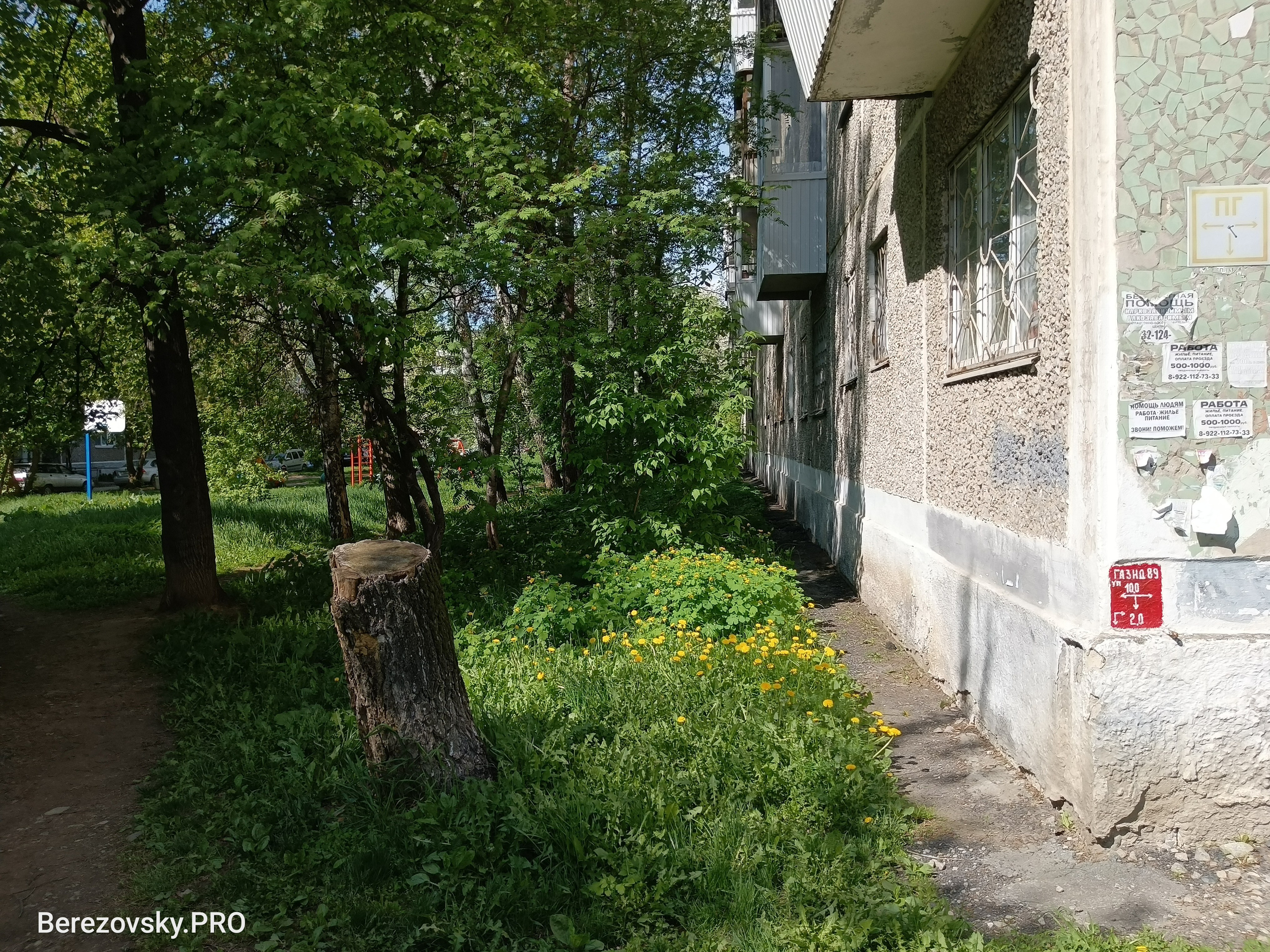 Солнечный. Фотограф в Санкт-Петербурге Березовский Даниил