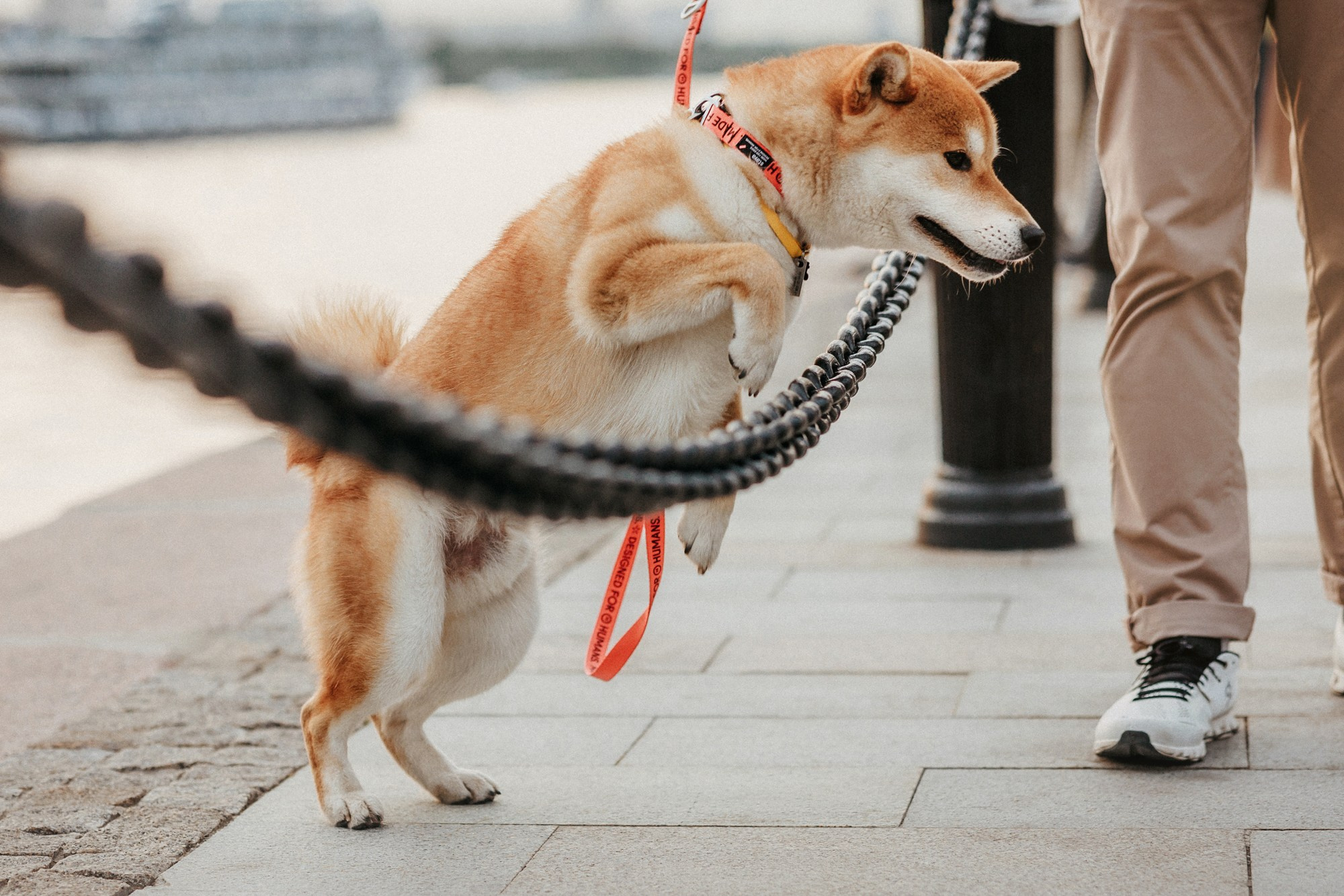 Аня, Влад и Ики. Фотограф-анималист Елена Радченко, Москва