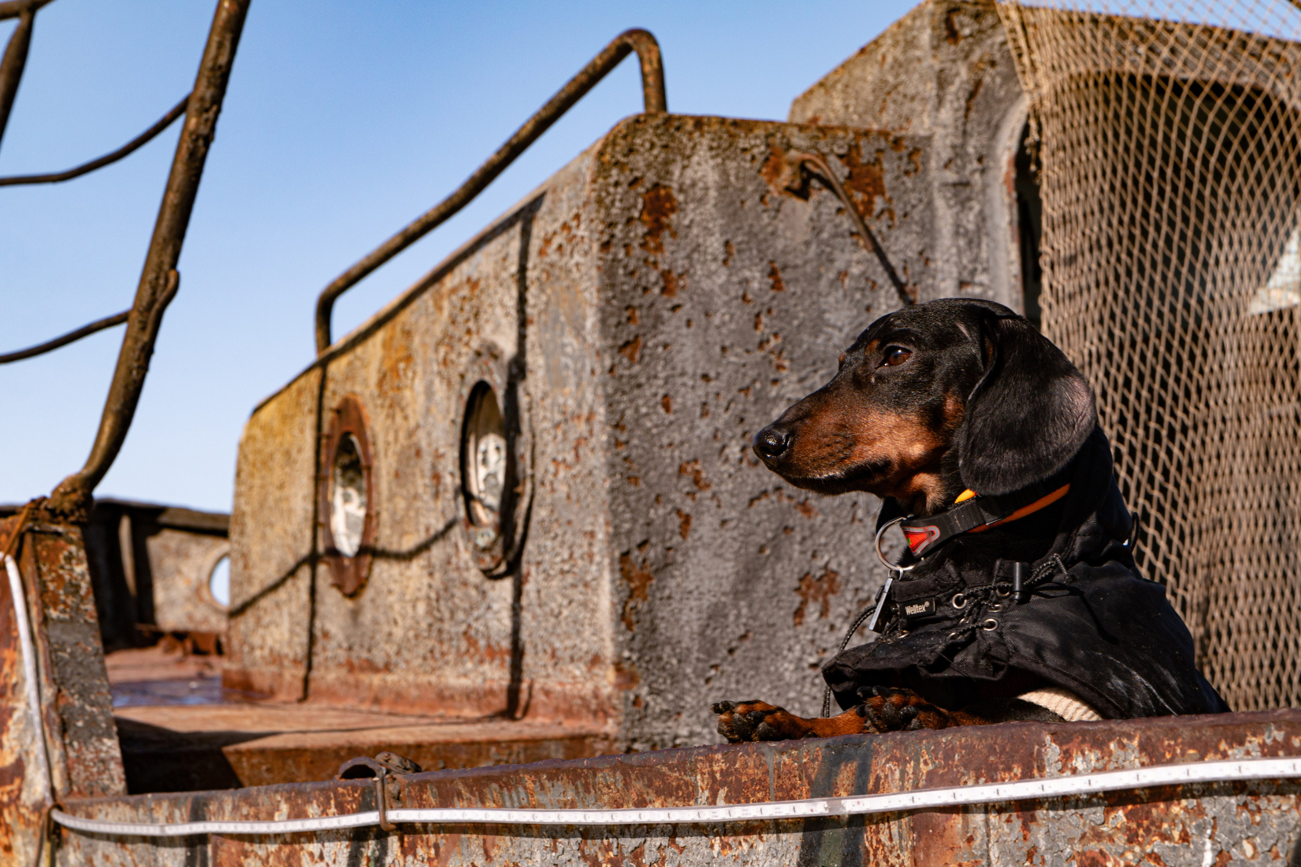 Фотосъёмка животных. Предметный и репортажный фотограф Алексей Кротов