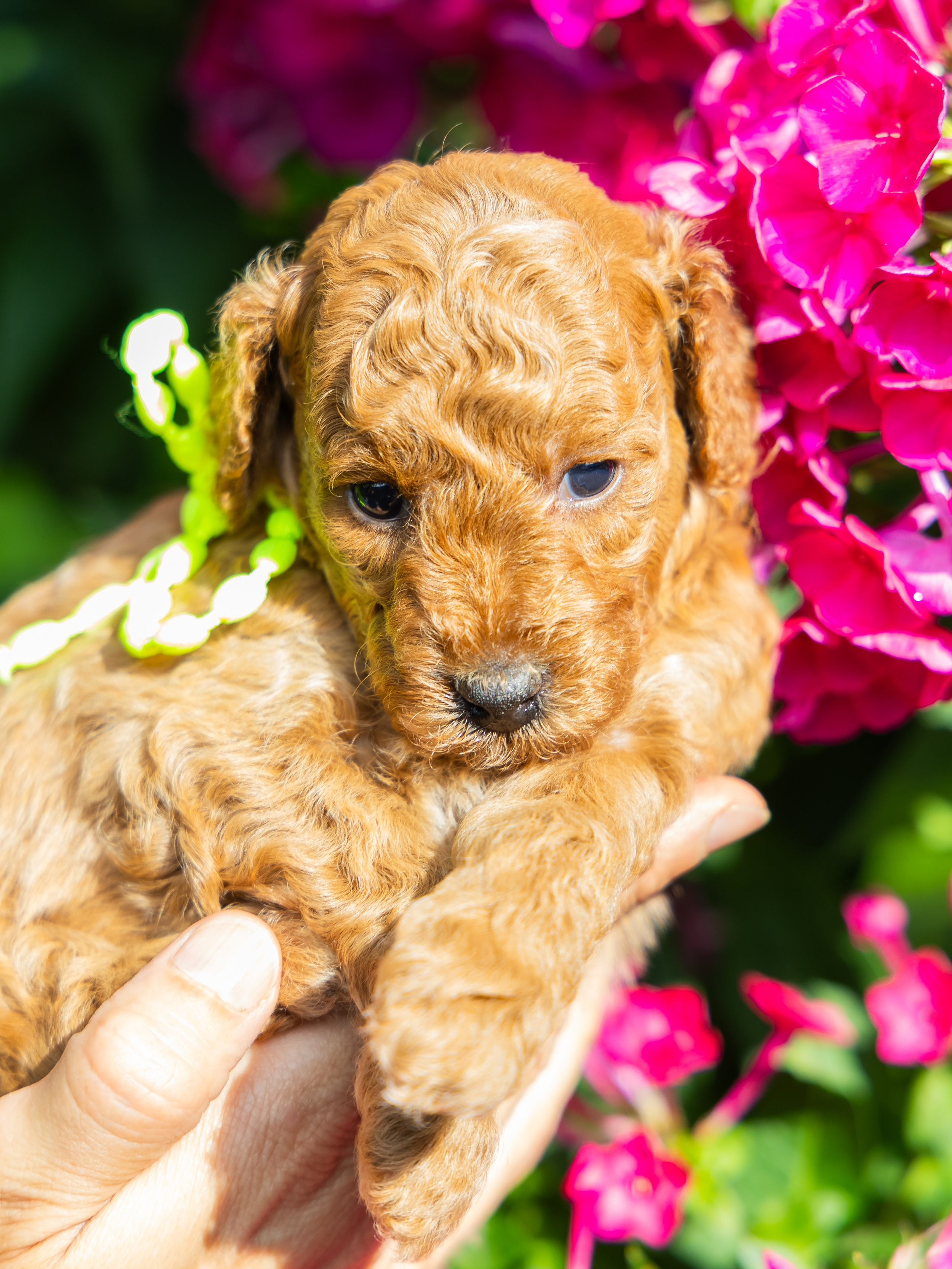 С животными. Фотограф-ретушёр