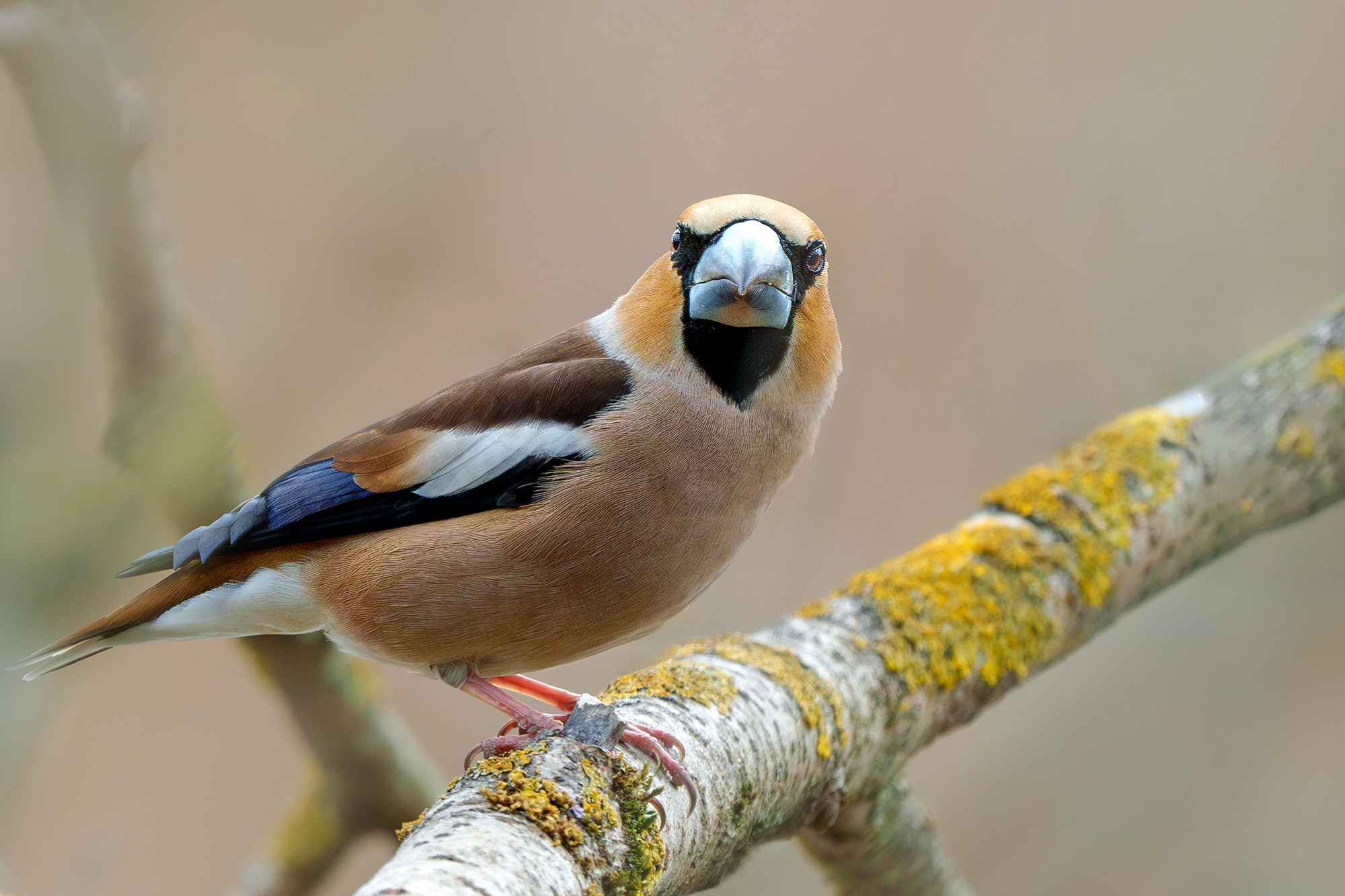 Удивительные мир птиц. Вокруг нас столько прекрасного — присмотритесь!. Ваш личный фотограф Марина Волкова