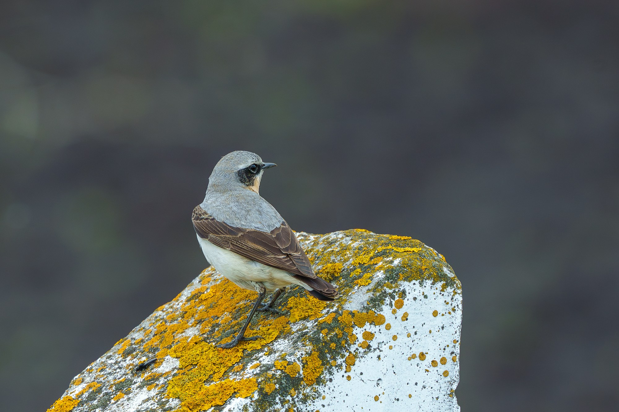 Удивительные мир птиц. Вокруг нас столько прекрасного — присмотритесь!. Ваш личный фотограф Марина Волкова