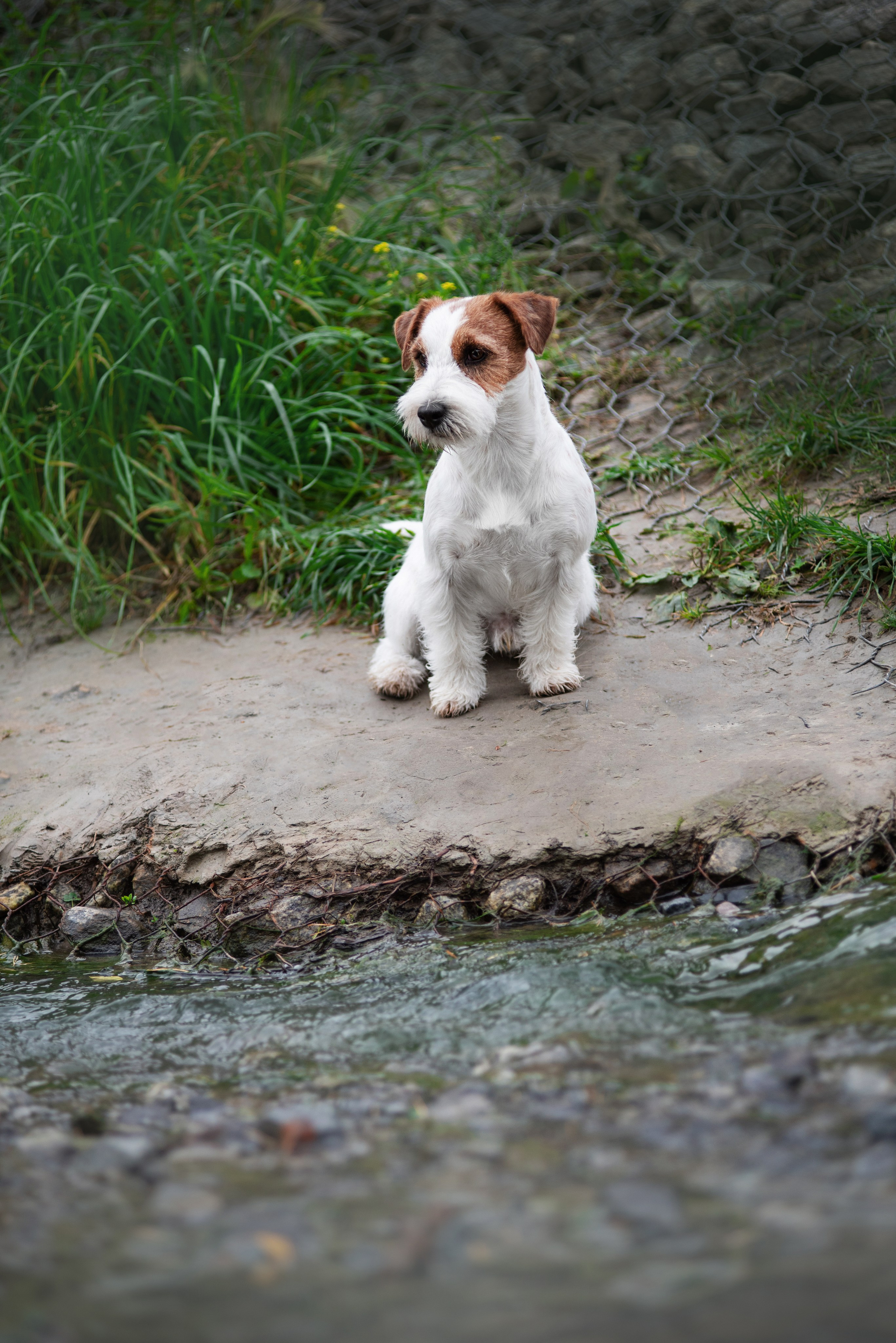 Осень с рыжими собаками. Дог-фотограф в Тюмени Александра Королева