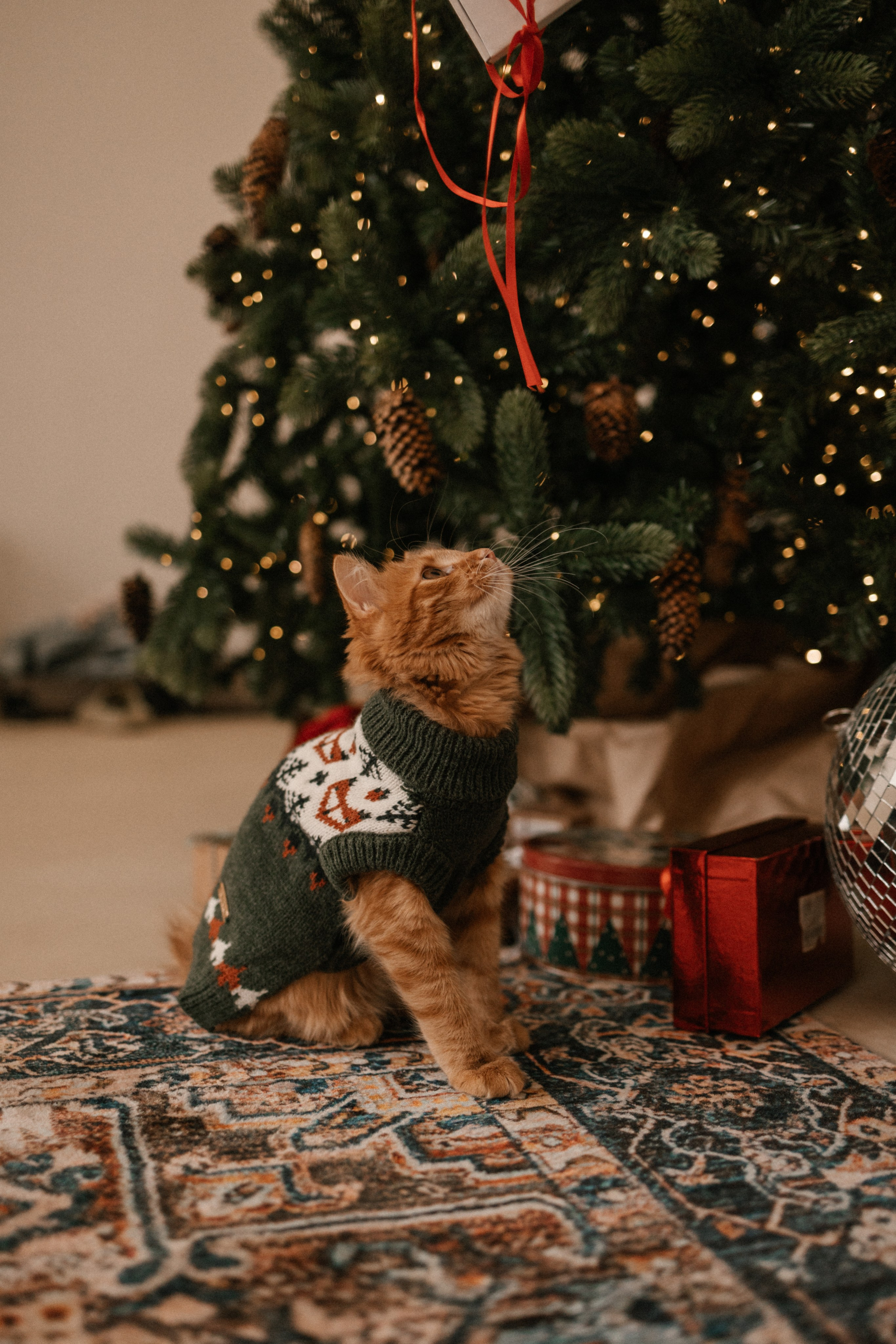 Камилла и ее девочки. Фотограф — Анималист | Санкт-Петербург