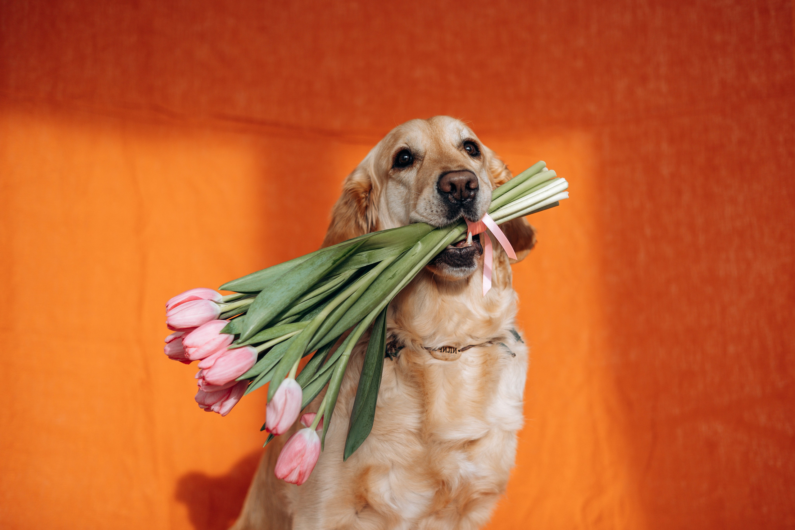 Марина и Чили. Фотограф — Анималист | Санкт-Петербург