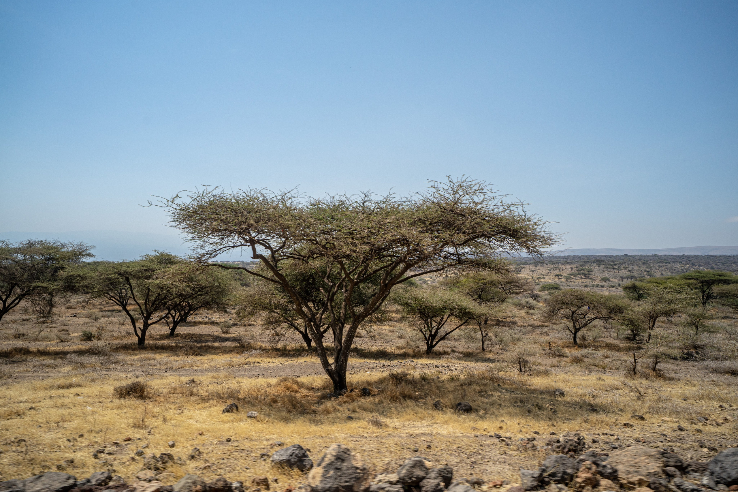 Танзания, сафари, 2025. Творческие сьемки