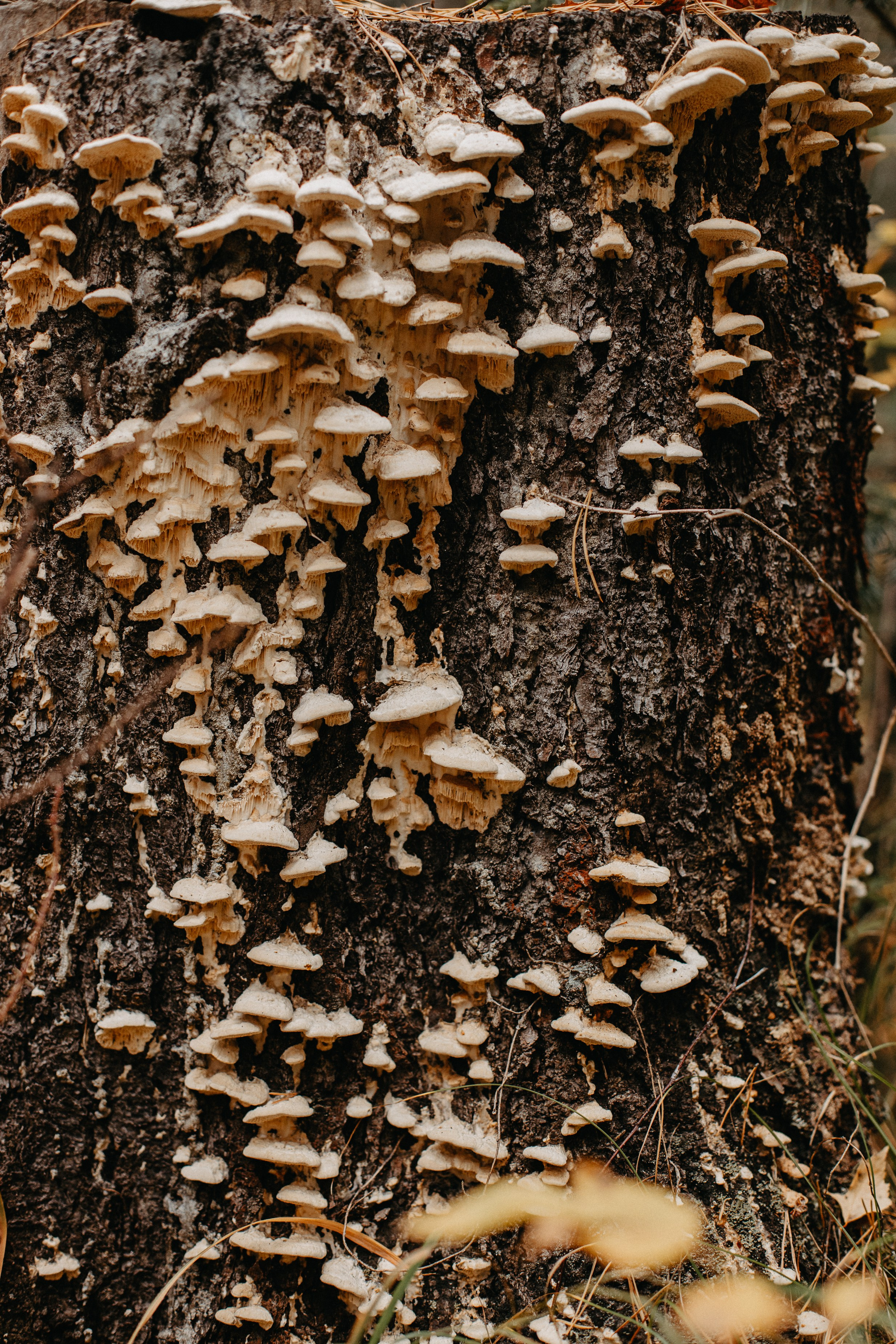 Семь Братьев. Семейный фотограф Трусова Евгения в Екатеринбурге