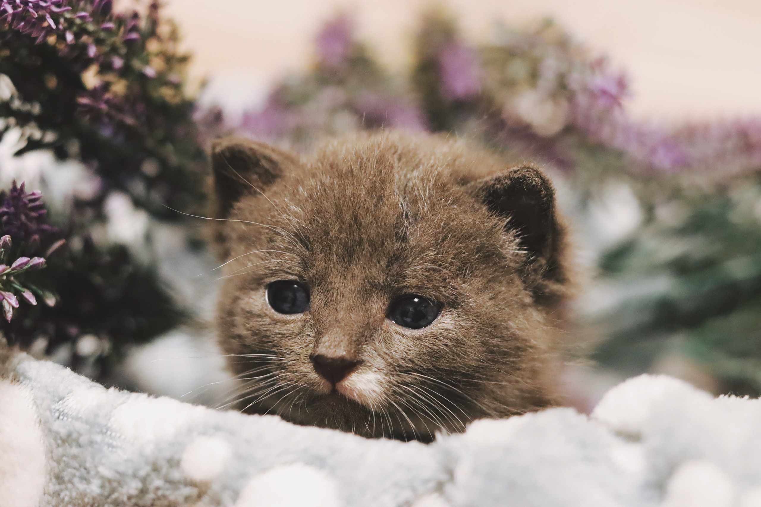 Котики на пиар. Фотограф в Москве (анималистика, коммерция, репортаж, спорт)