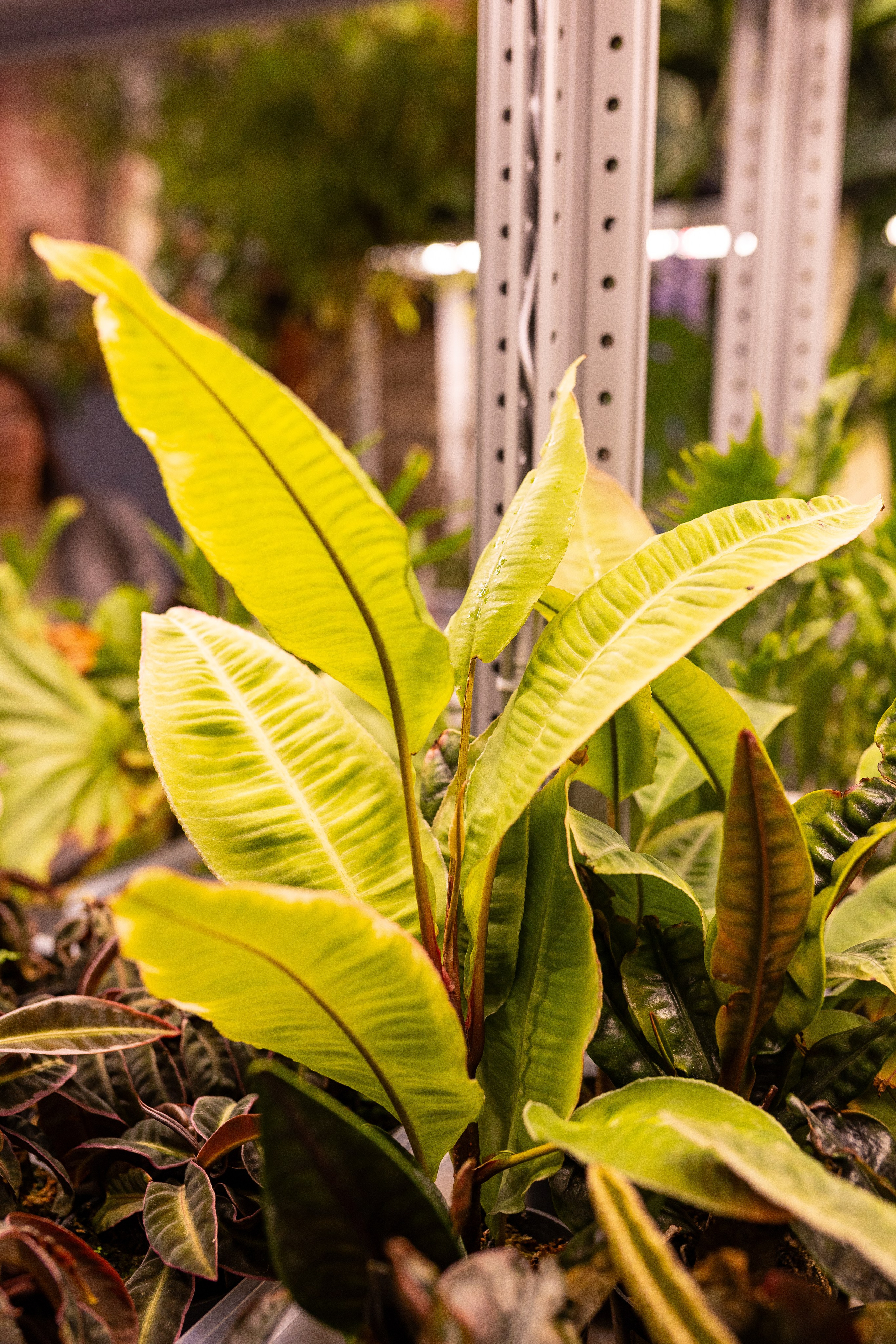 Green_Rare Ярмарка февраль 2025. Александра Куликова фотограф, Москва