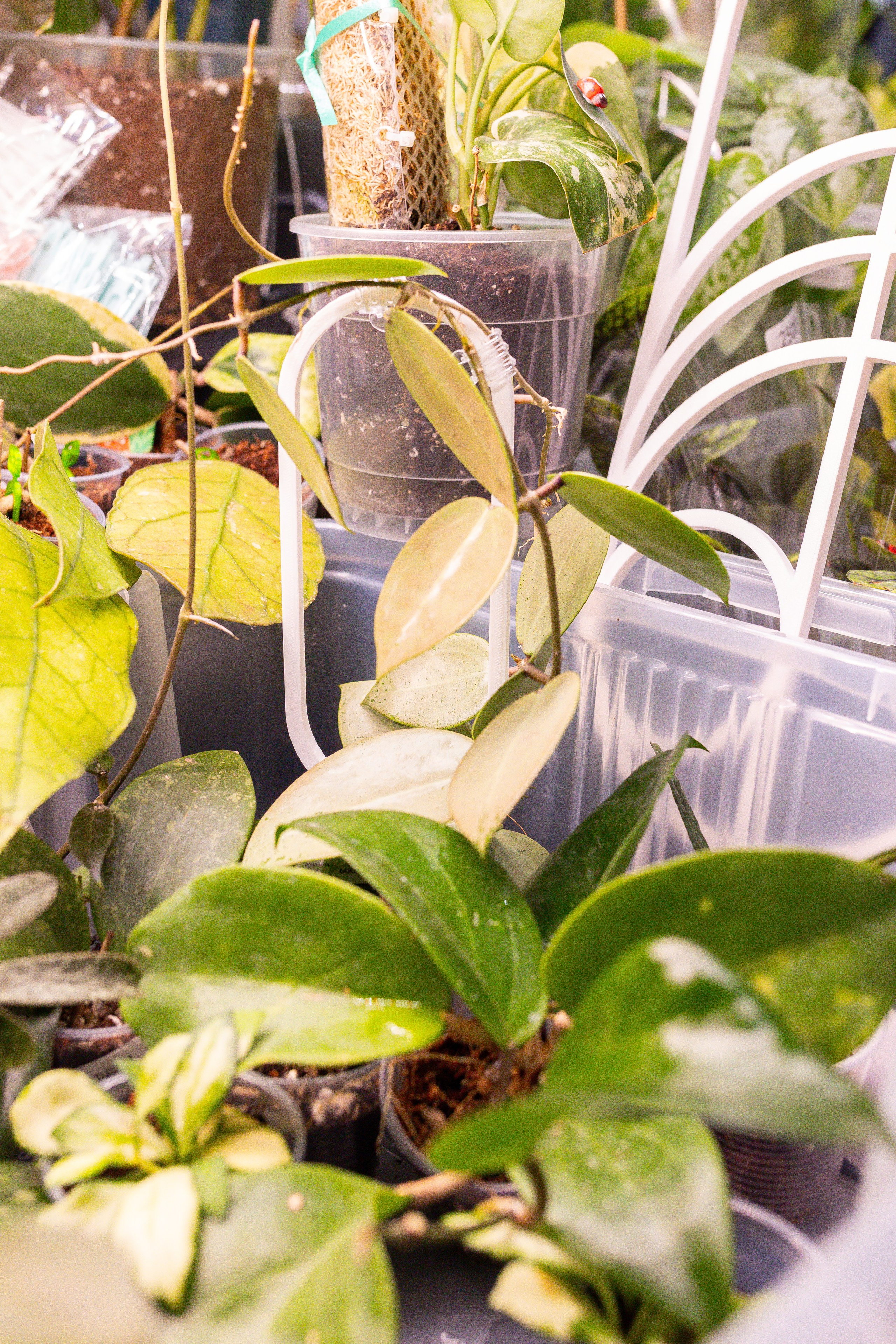 Монстериум 11–12 октября. Александра Куликова фотограф, Москва