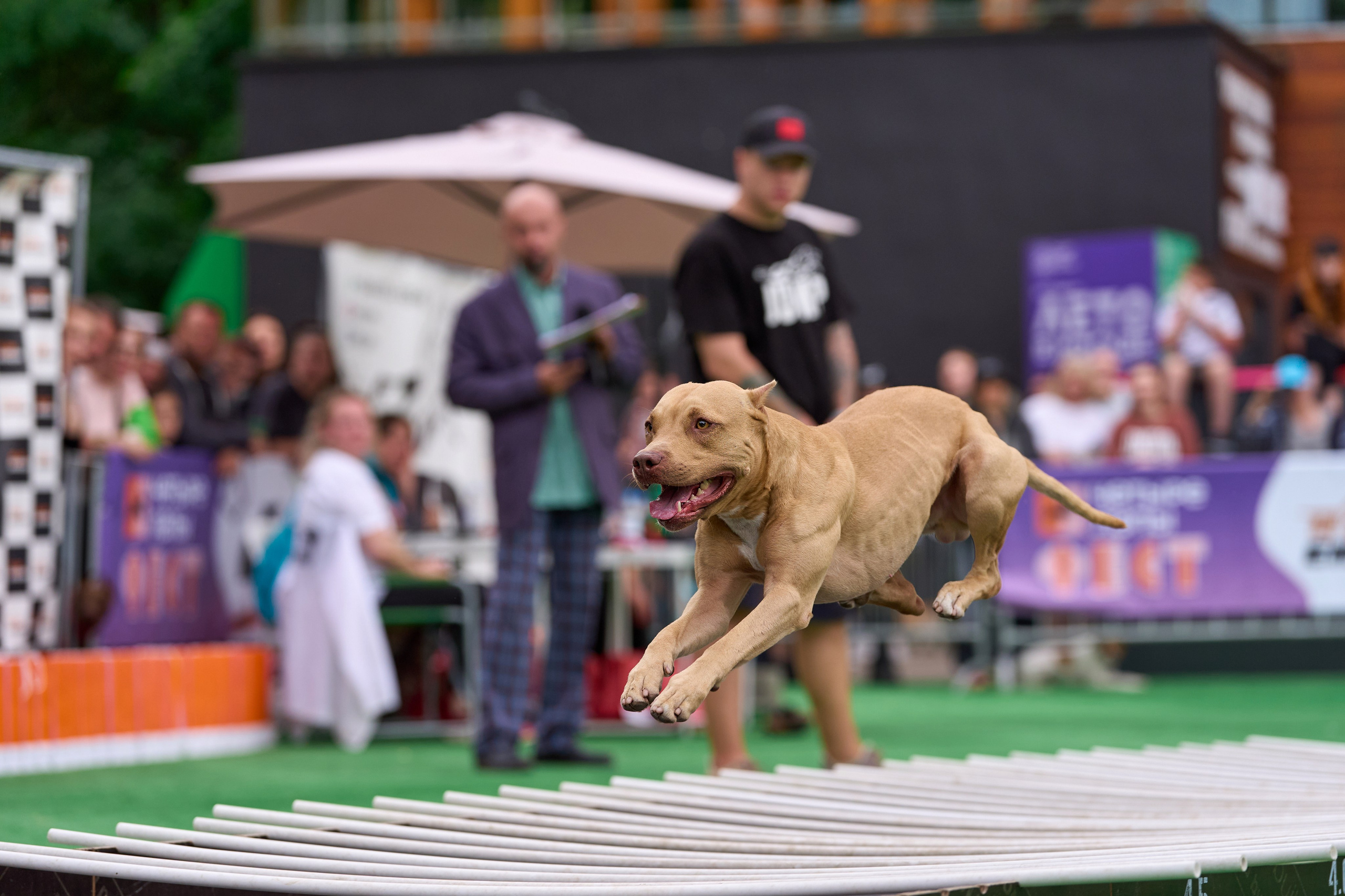 4 лапы Фест. Многоборье. Фотограф-анималист Михаил Манухин