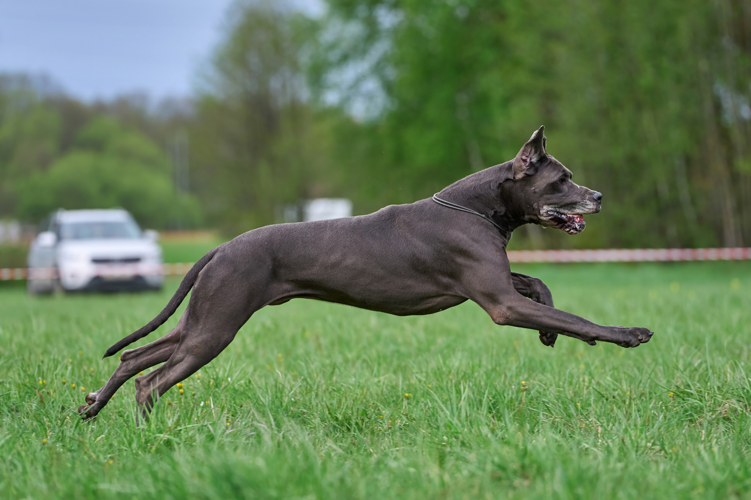 Тренировка по курсингу Донино. Фотограф-анималист Михаил Манухин