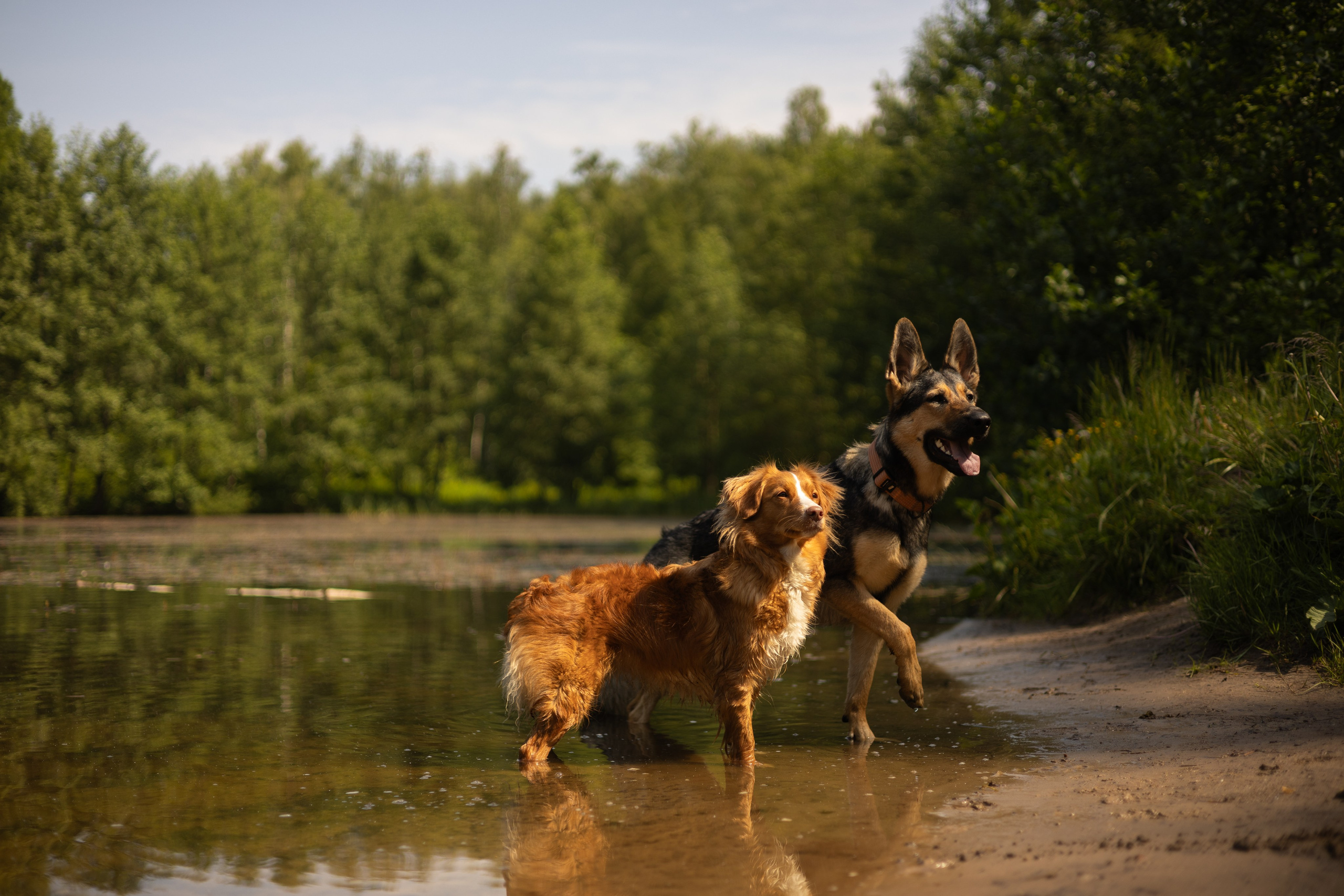 Елена, Айно и Леля. Фотограф животных Евгения Верцинская