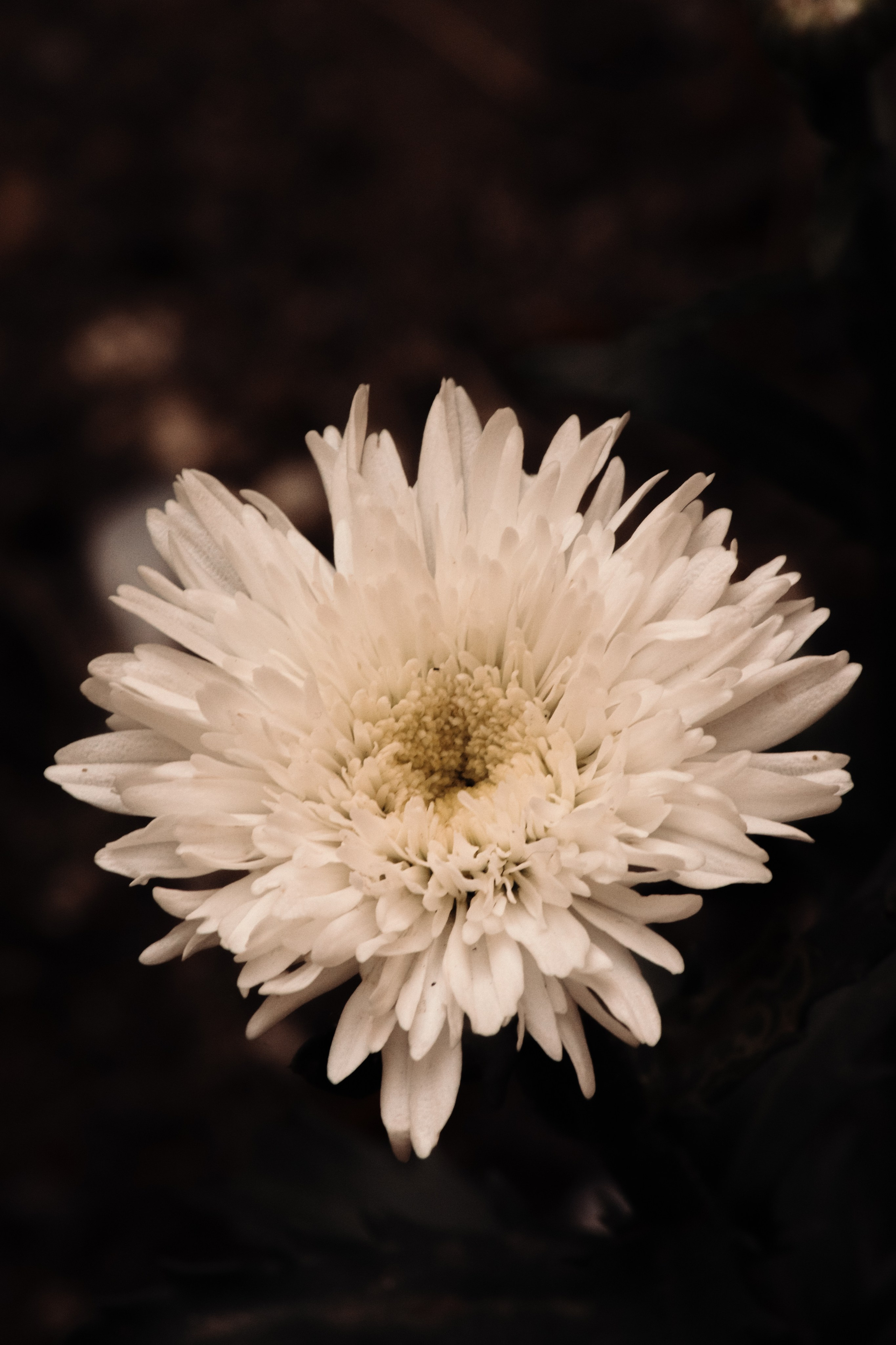 Р А С Т Е Н И Я. — Digital Noise —