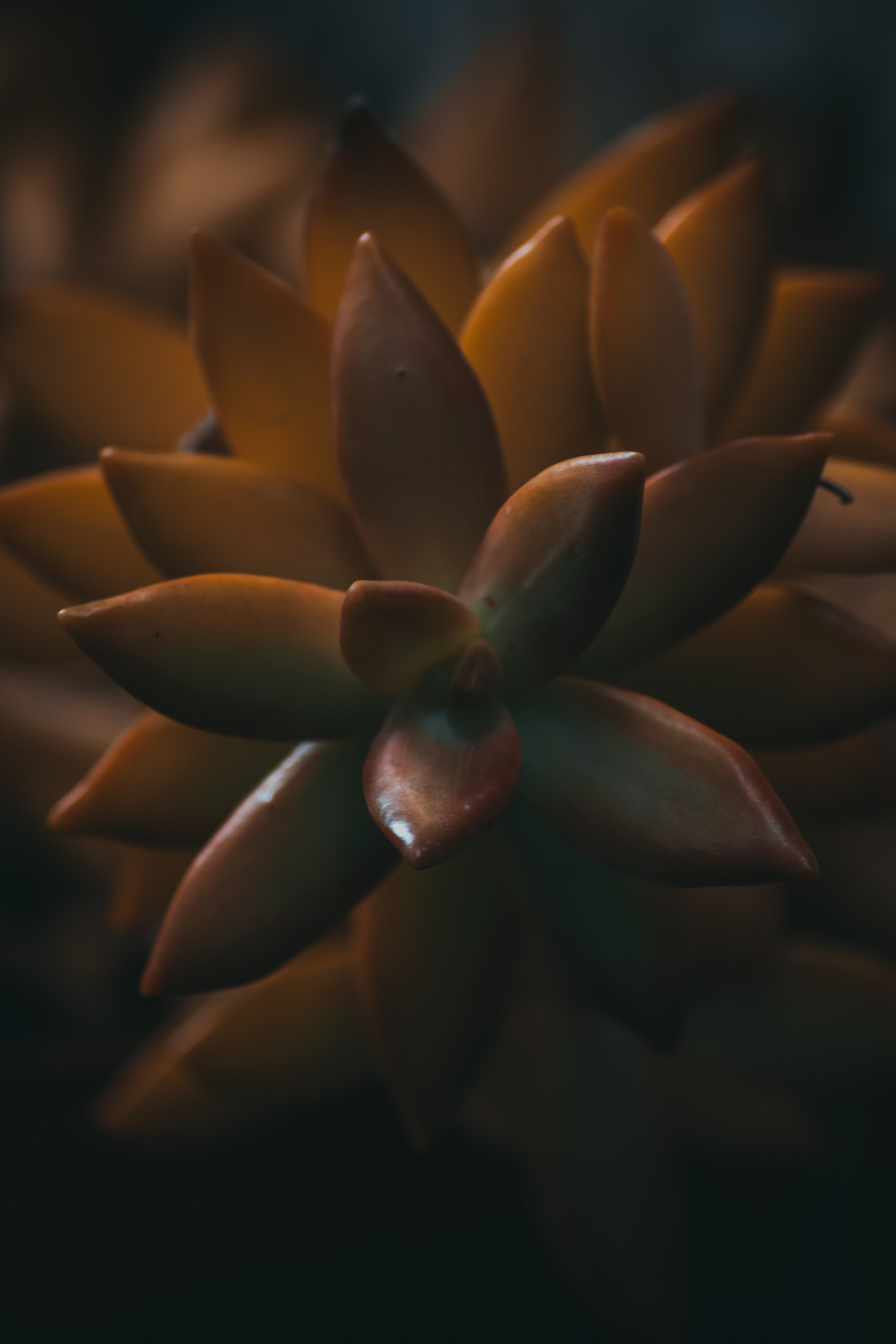 Р А С Т Е Н И Я. — Digital Noise —