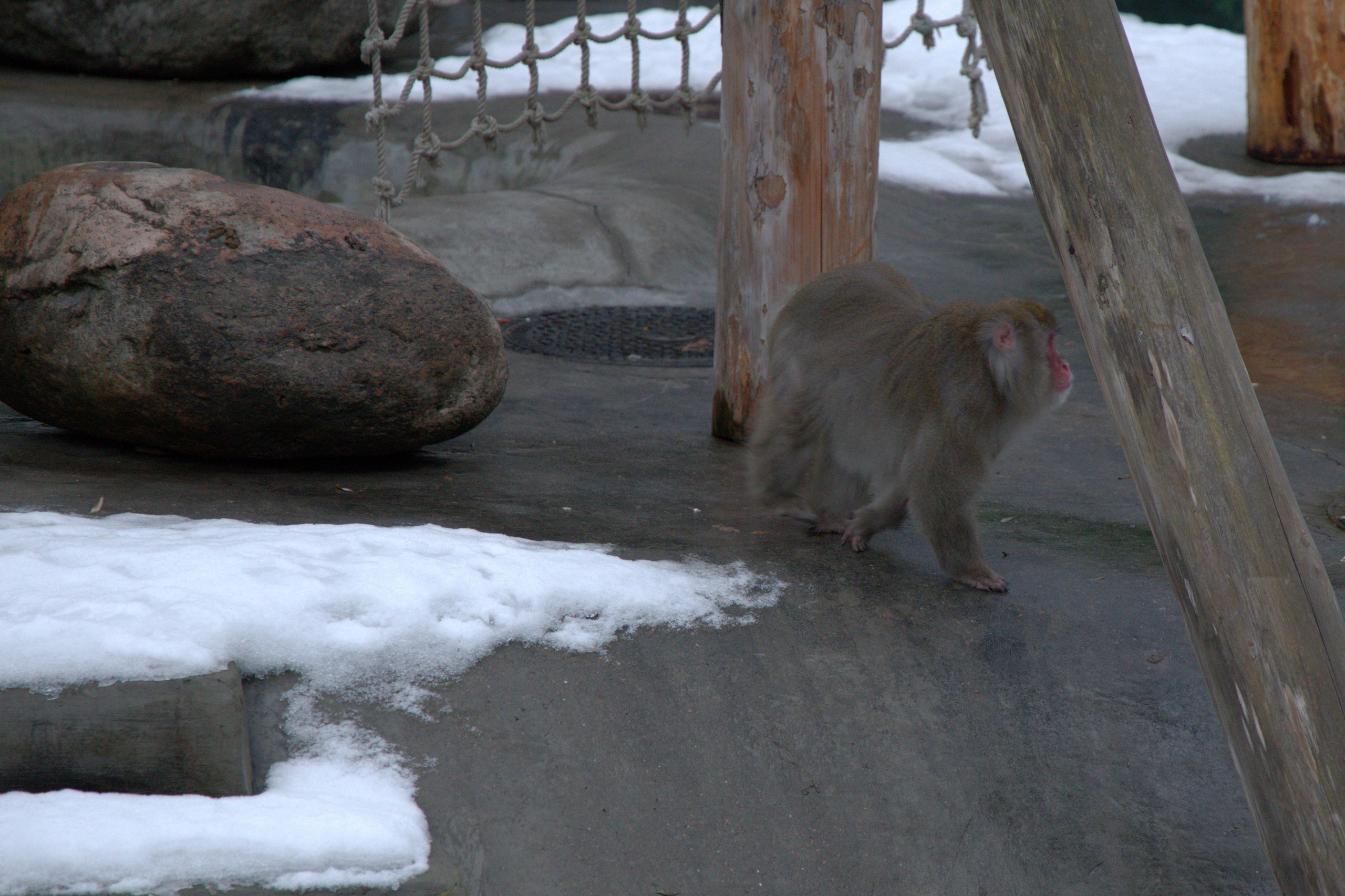 ЗООПАРК. ФОТОГРАФ В МОСКВЕ СТАНИСЛАВ КОБЗЕВ
