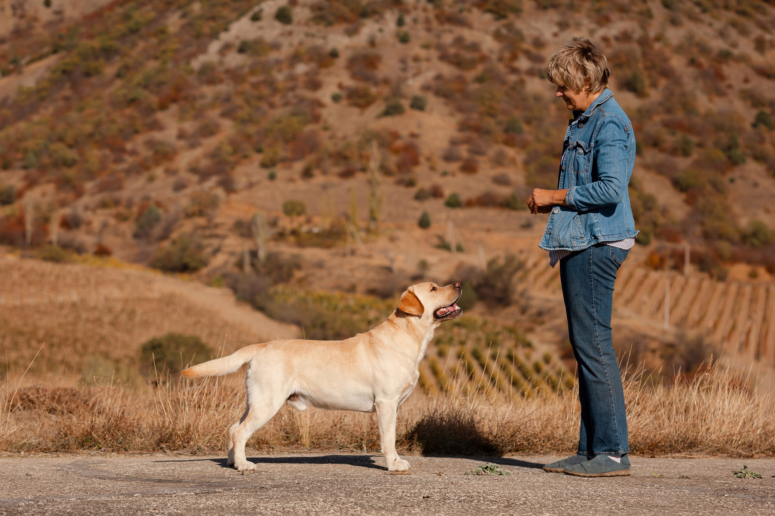 Лабрадоры и горы. Фотограф-анималист в Краснодаре Маша Мельникова